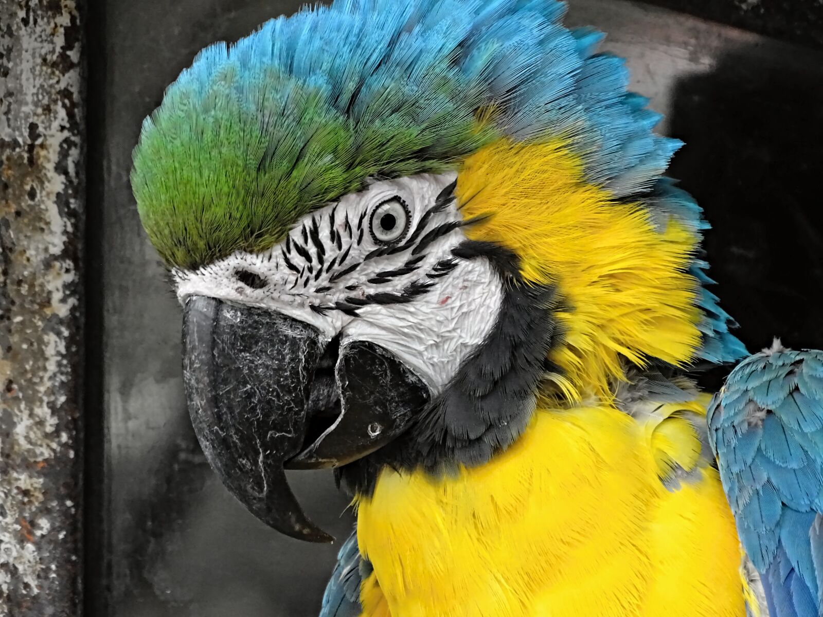 Sony Cyber-shot DSC-HX400V sample photo. Yellow macaw, ara, bird photography