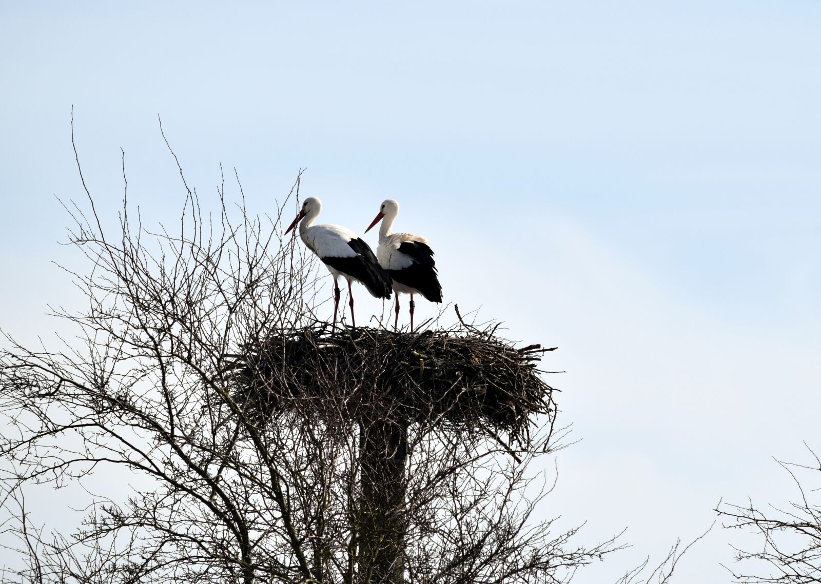 Nikon D5300 sample photo. Storks, bird, animal world photography