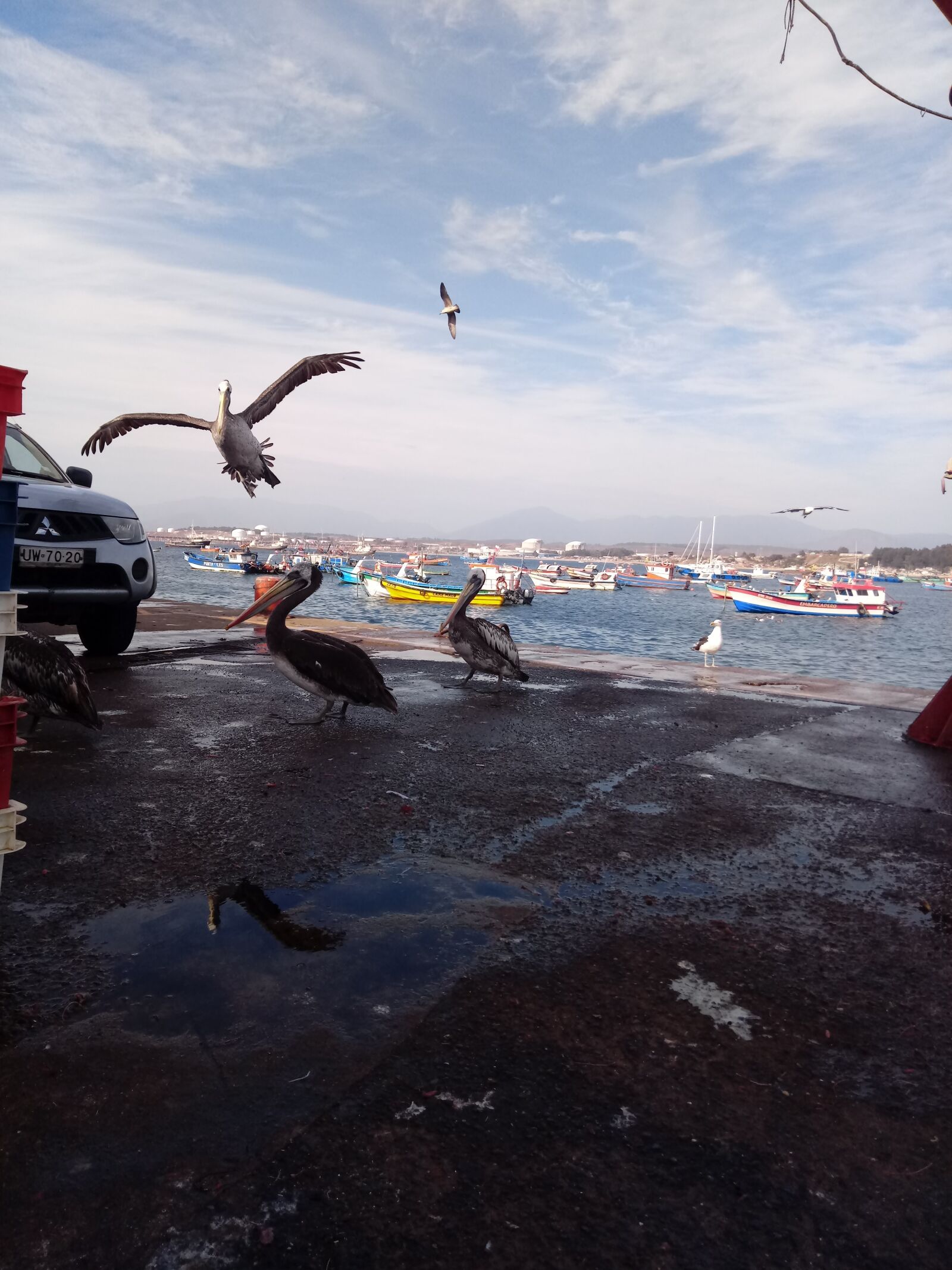 LG LM-X410.F sample photo. Birds, pelicans, jetty photography