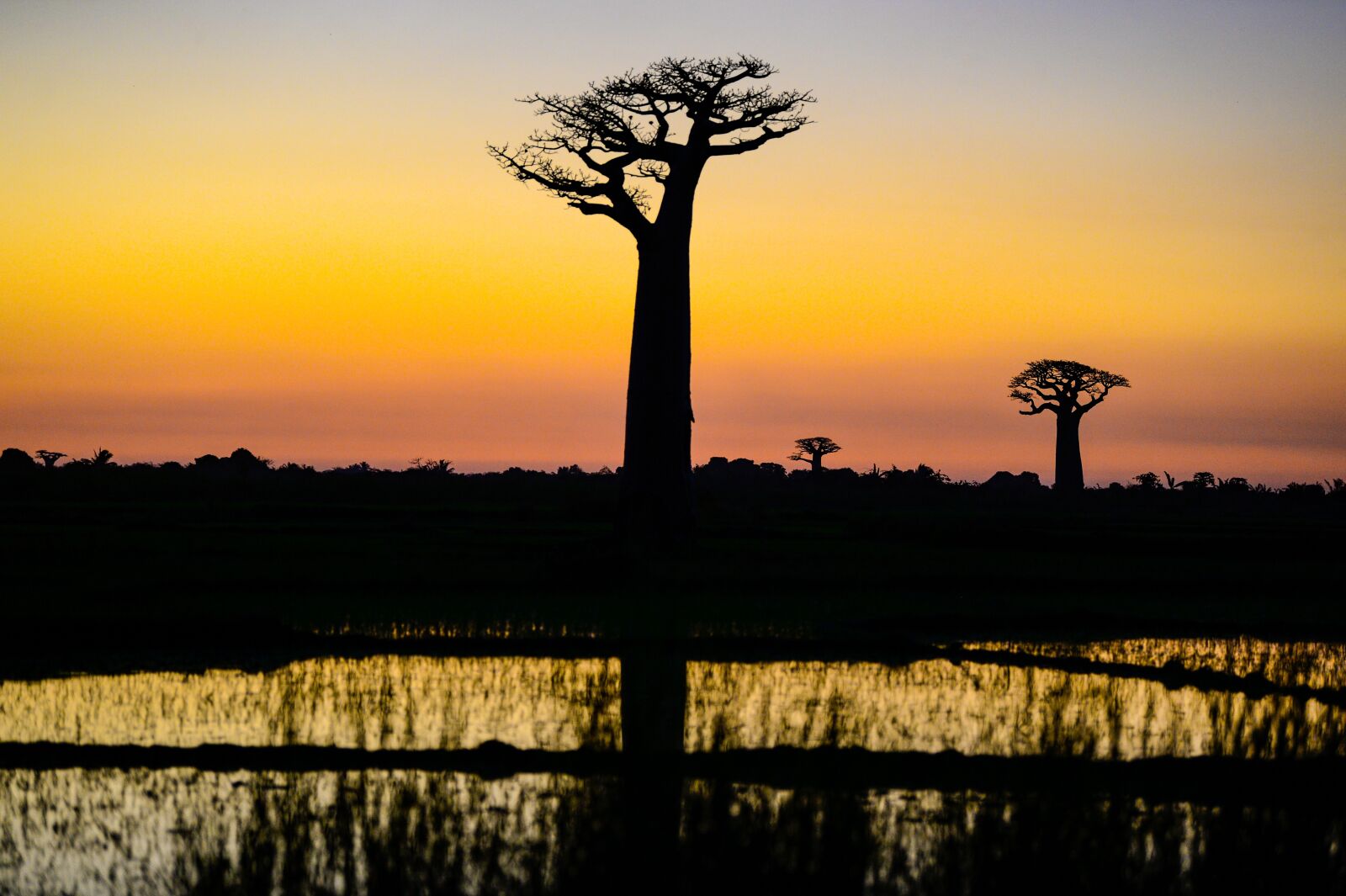 Nikon Df sample photo. Madagascar, sunset, baobab photography