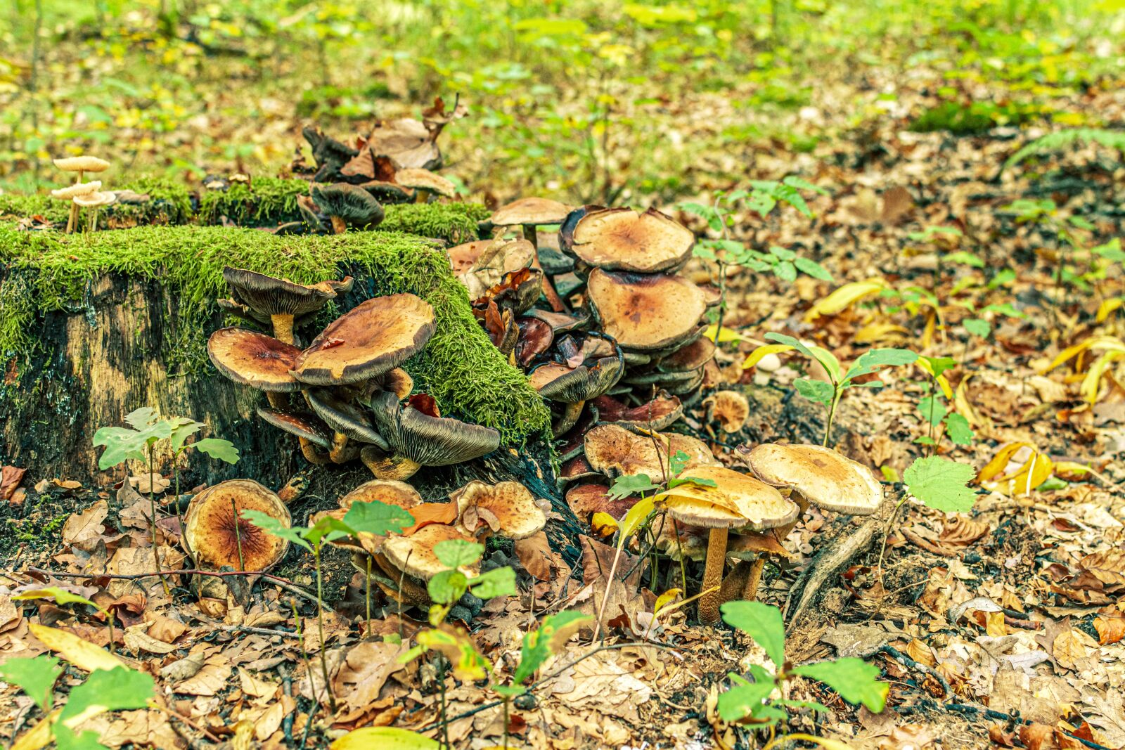 Nikon D7200 sample photo. Log, mushrooms, forest photography