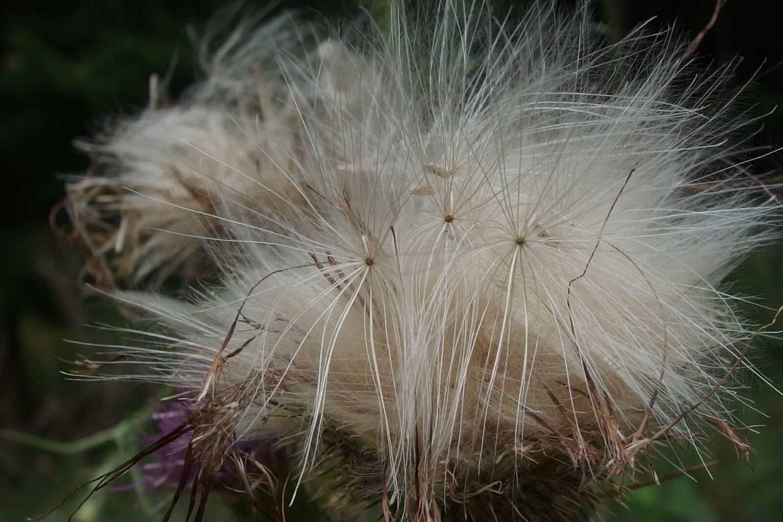 Olympus XZ-2 iHS sample photo. Nature, flower, plant photography