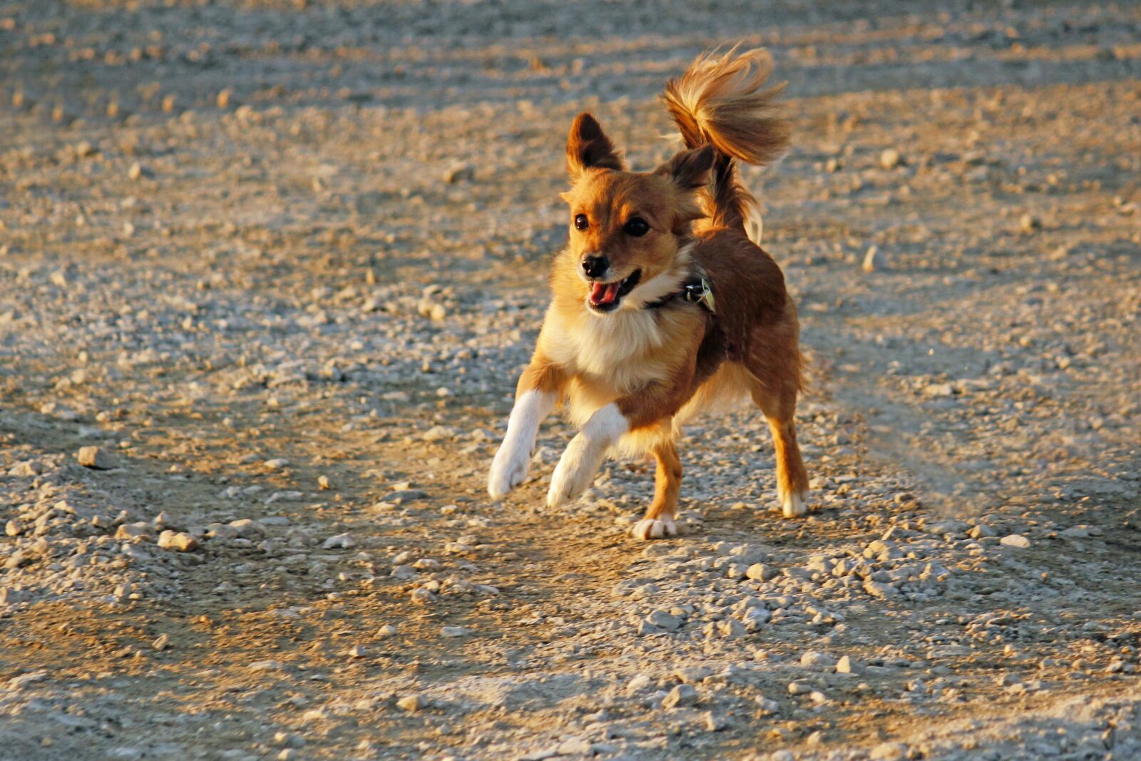 Canon EOS 550D (EOS Rebel T2i / EOS Kiss X4) sample photo. Dog, rennend, playing photography