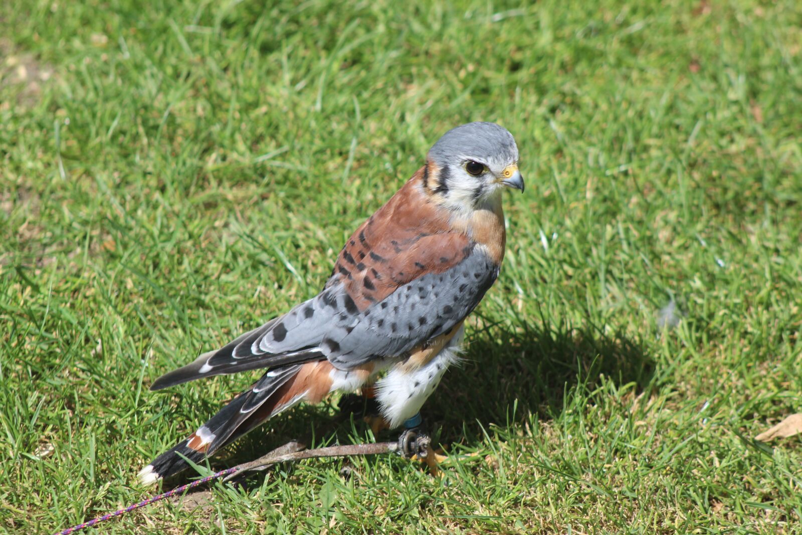 Canon EOS 600D (Rebel EOS T3i / EOS Kiss X5) sample photo. American, kestrel, nature photography