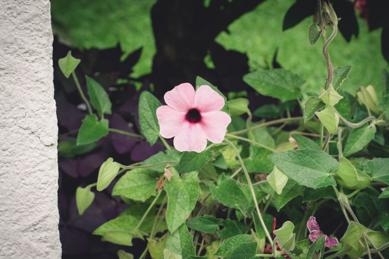 Nikon D7100 sample photo. Flower, blossom, bloom photography