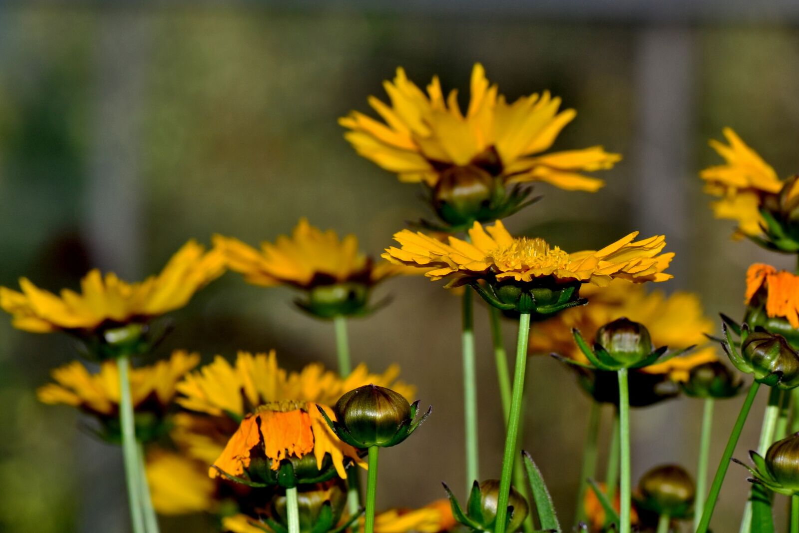 Nikon D3100 sample photo. Mädchenauge, flower, yellow photography