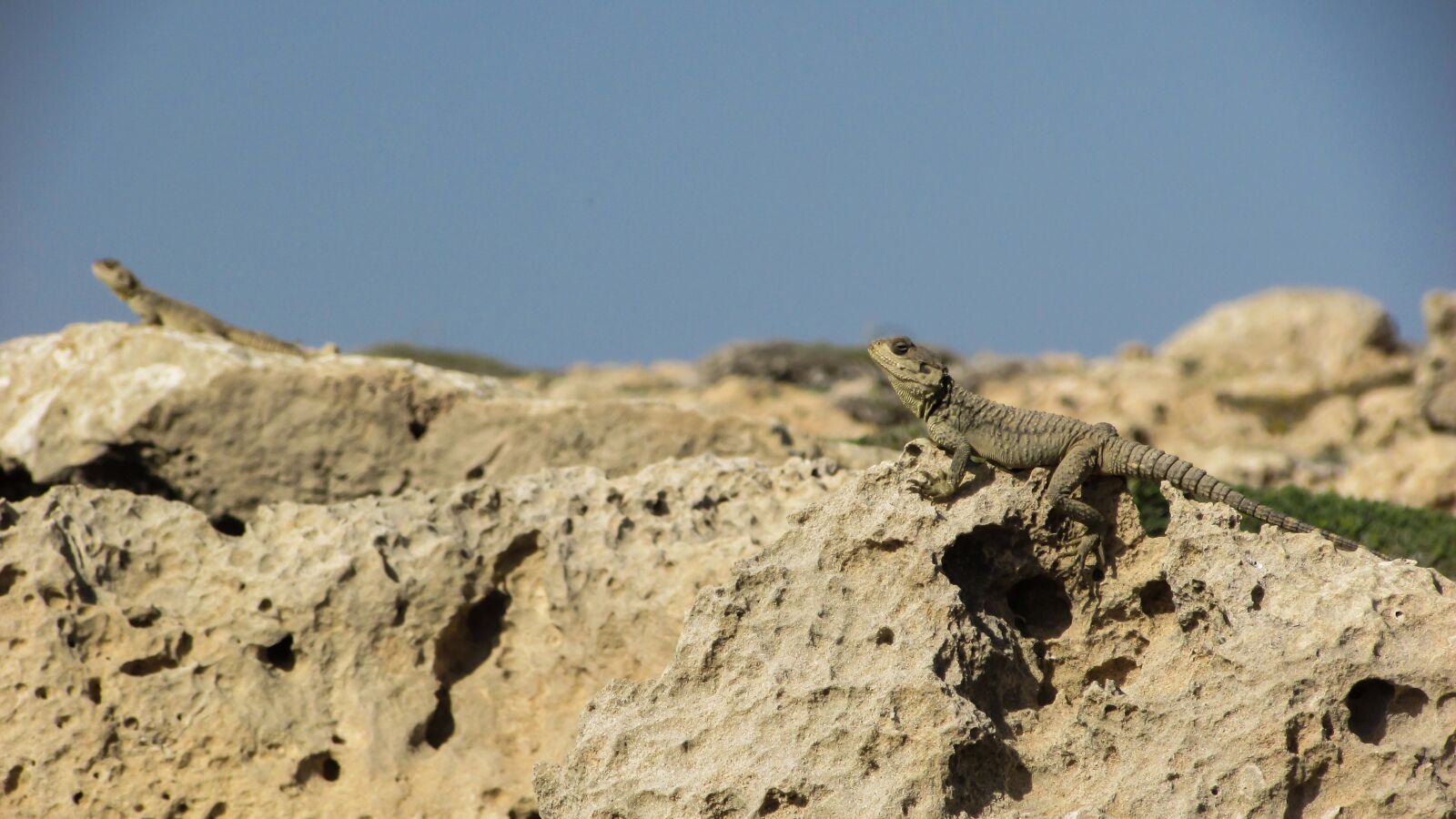 Canon PowerShot SX400 IS sample photo. Cyprus, lizard, kurkutas photography