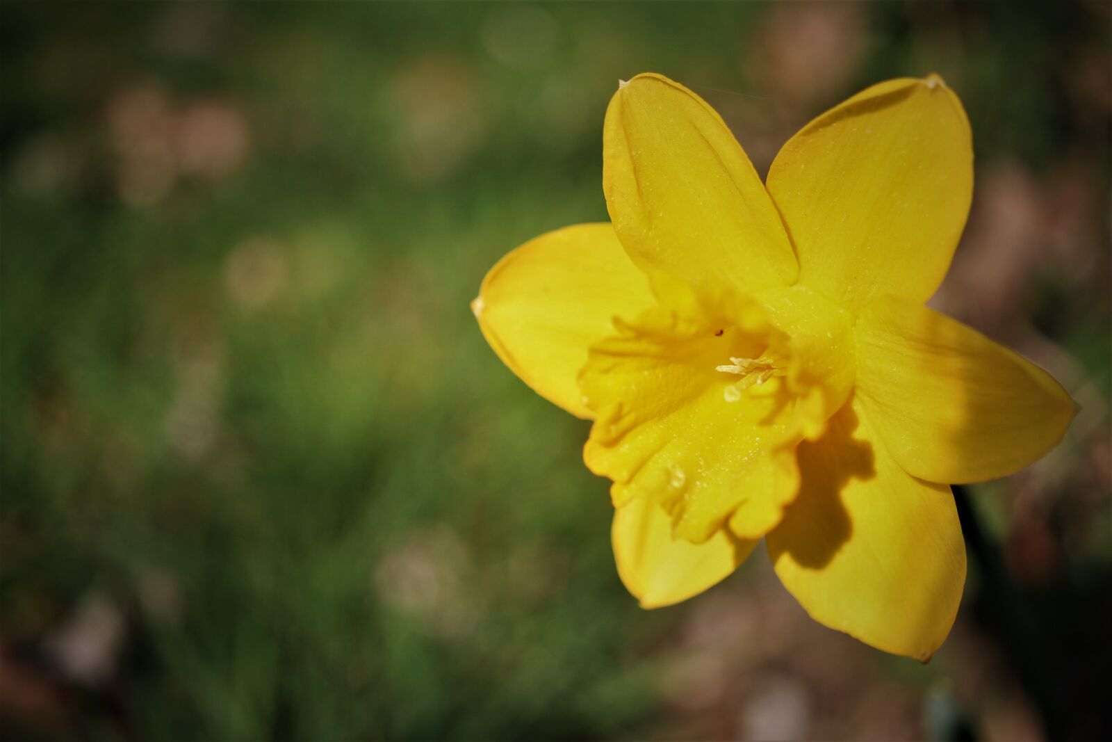 Canon EOS 7D sample photo. Narcissus, blossom, bloom photography