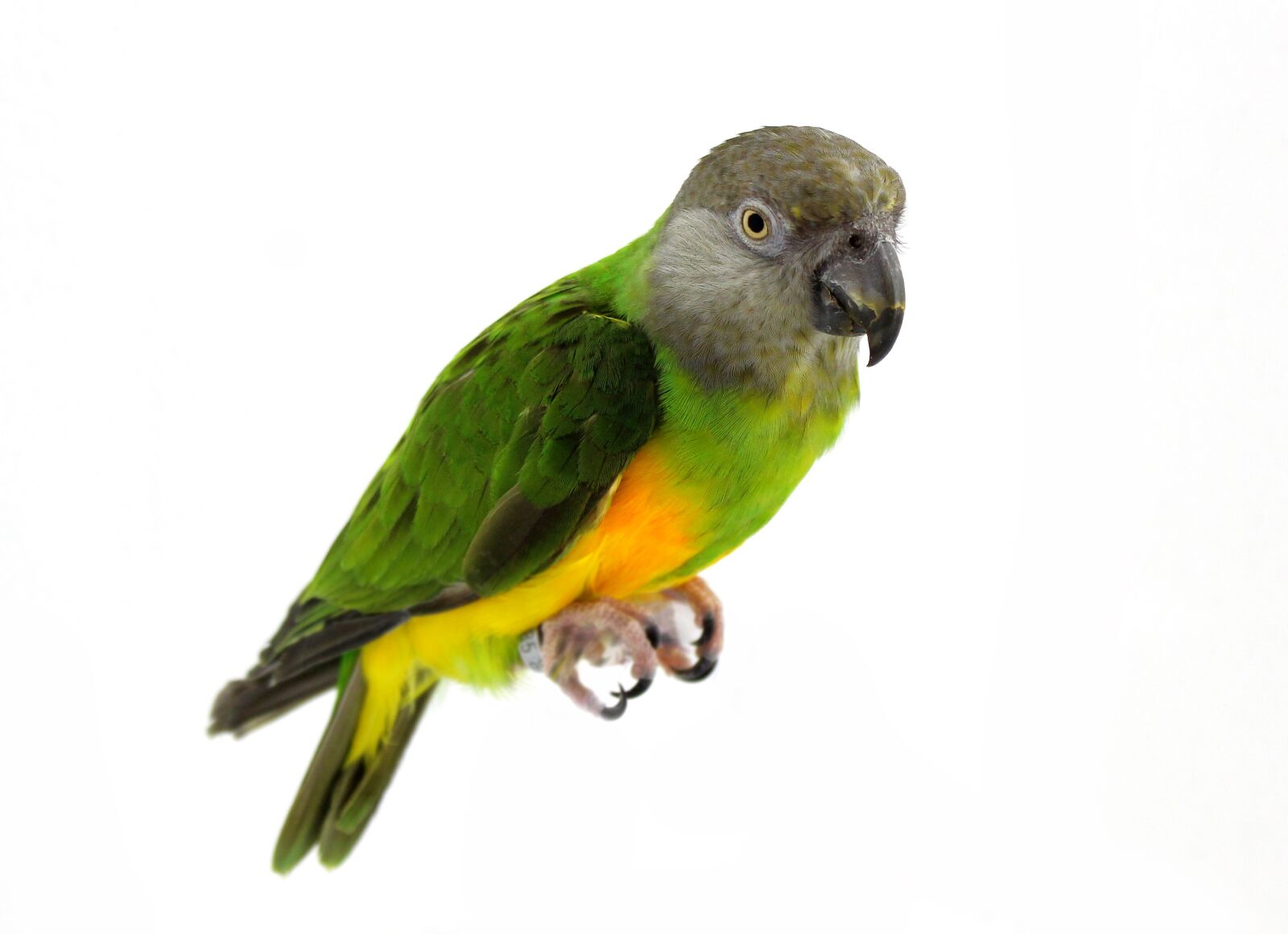 Canon EOS 600D (Rebel EOS T3i / EOS Kiss X5) sample photo. Parrot, senegal parrot, bird photography