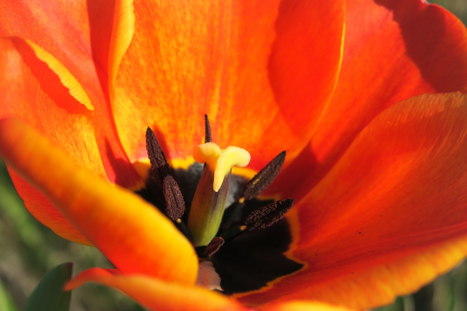 Canon PowerShot G3 X sample photo. Tulip, blossom, bloom photography