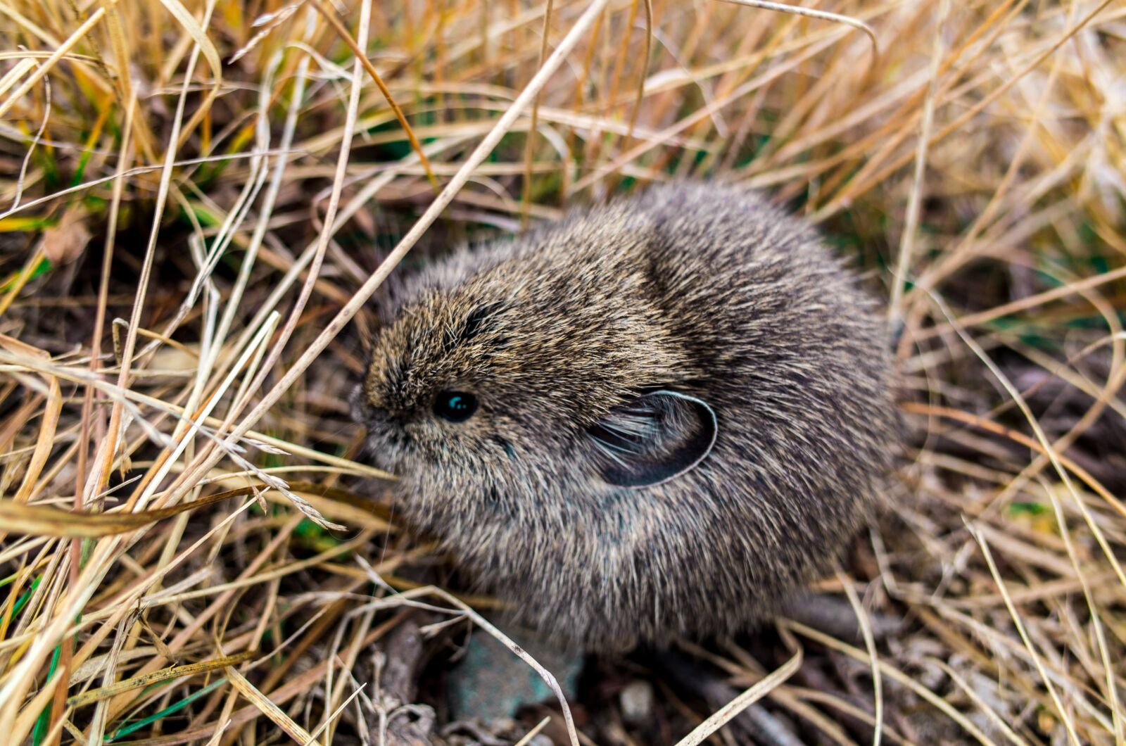 Ricoh GR sample photo. Hedgehog, animal, cute photography