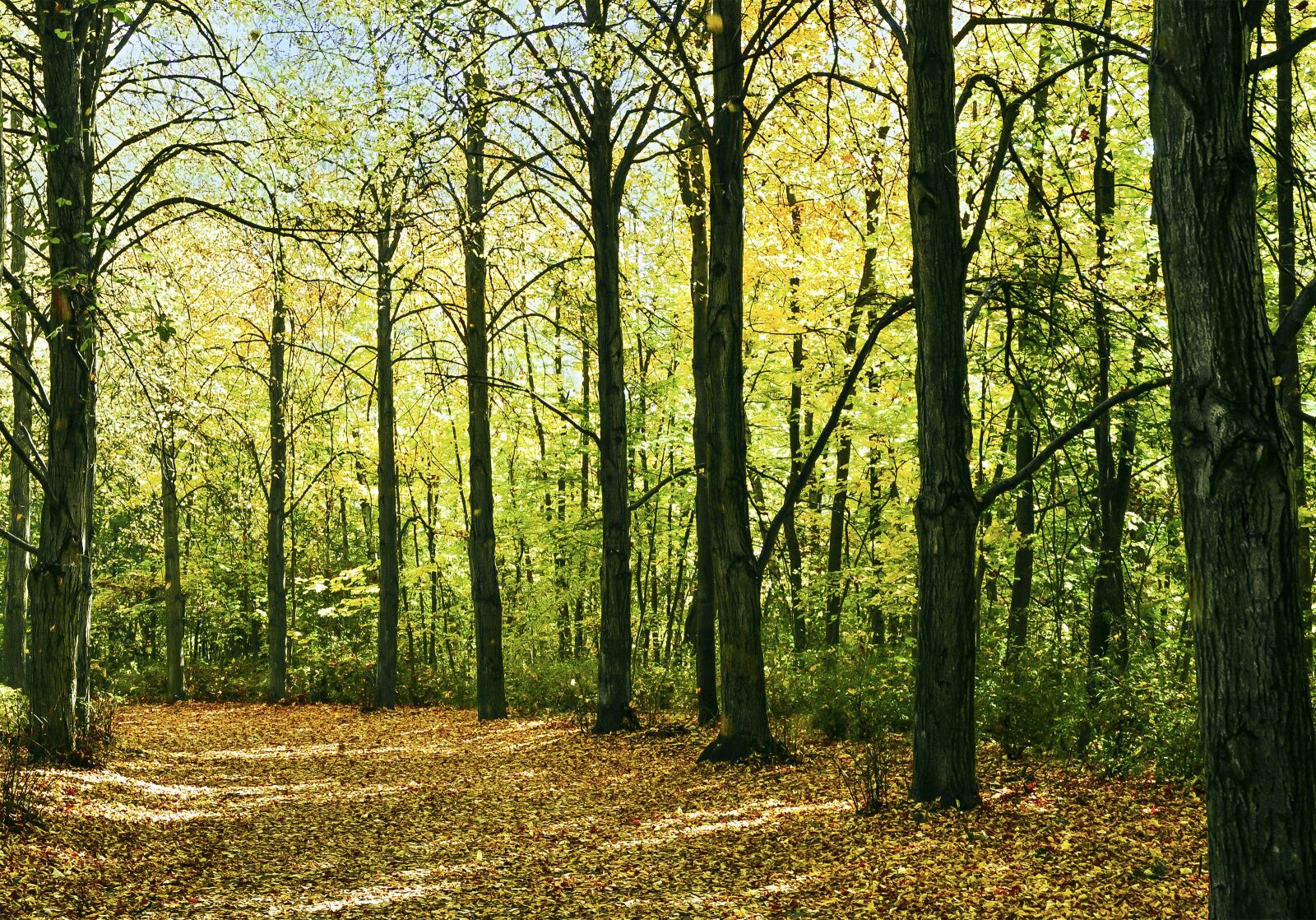 Nikon D90 sample photo. Autumn, forest, landscape photography
