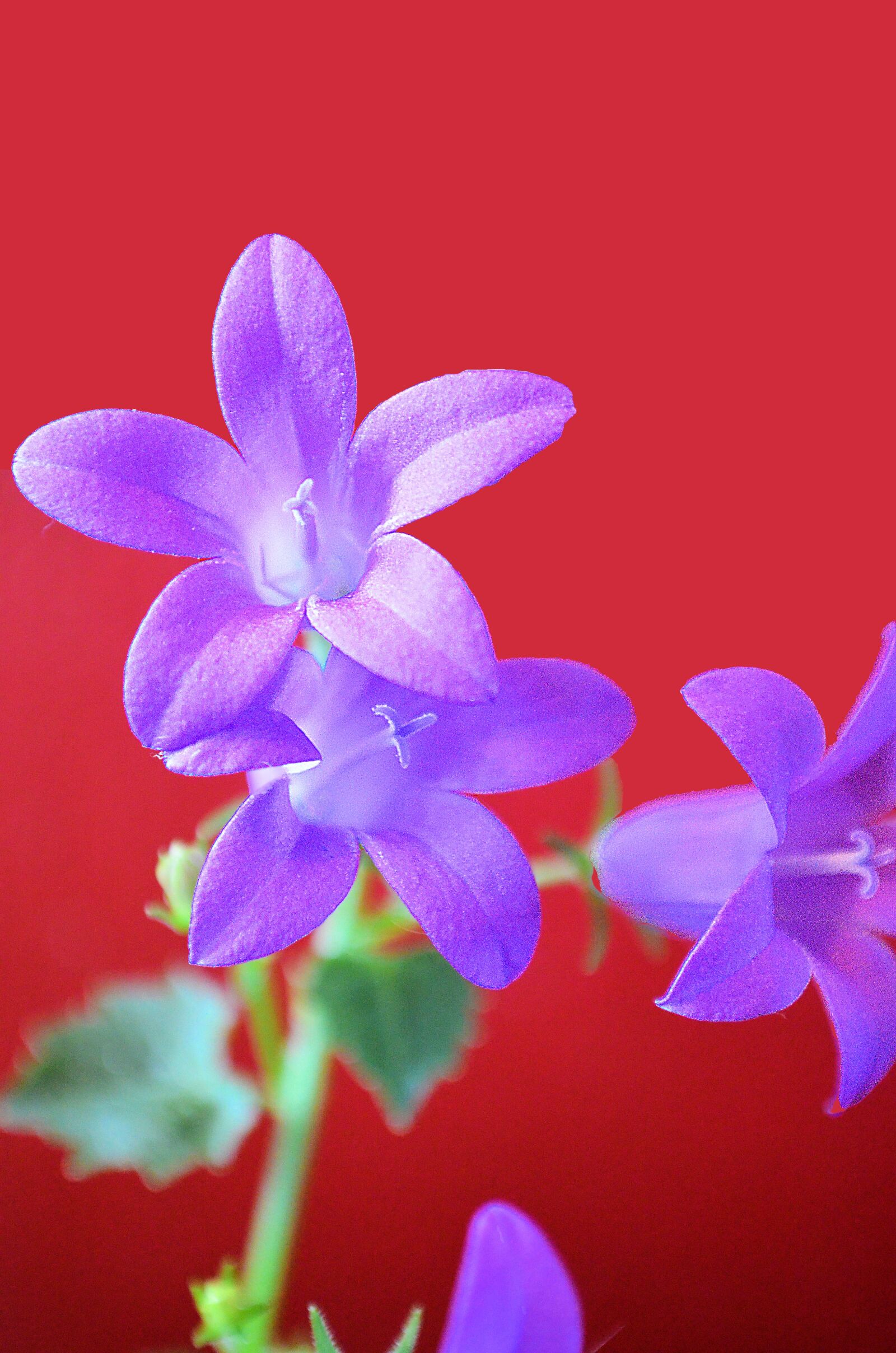 Nikon D5100 sample photo. Purple flower, nature, floral photography