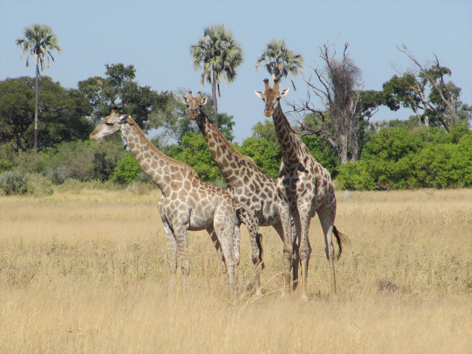 Canon PowerShot SX200 IS sample photo. Giraffe, giraffes, botswana photography