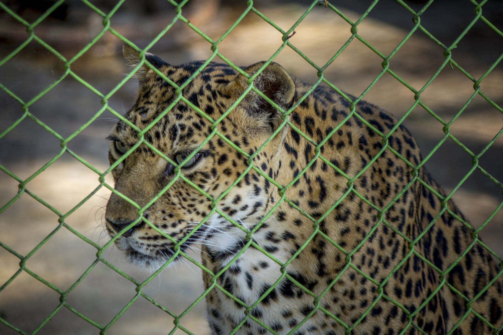 24-200mm F2.8 sample photo. Leopard, zoo, cage photography