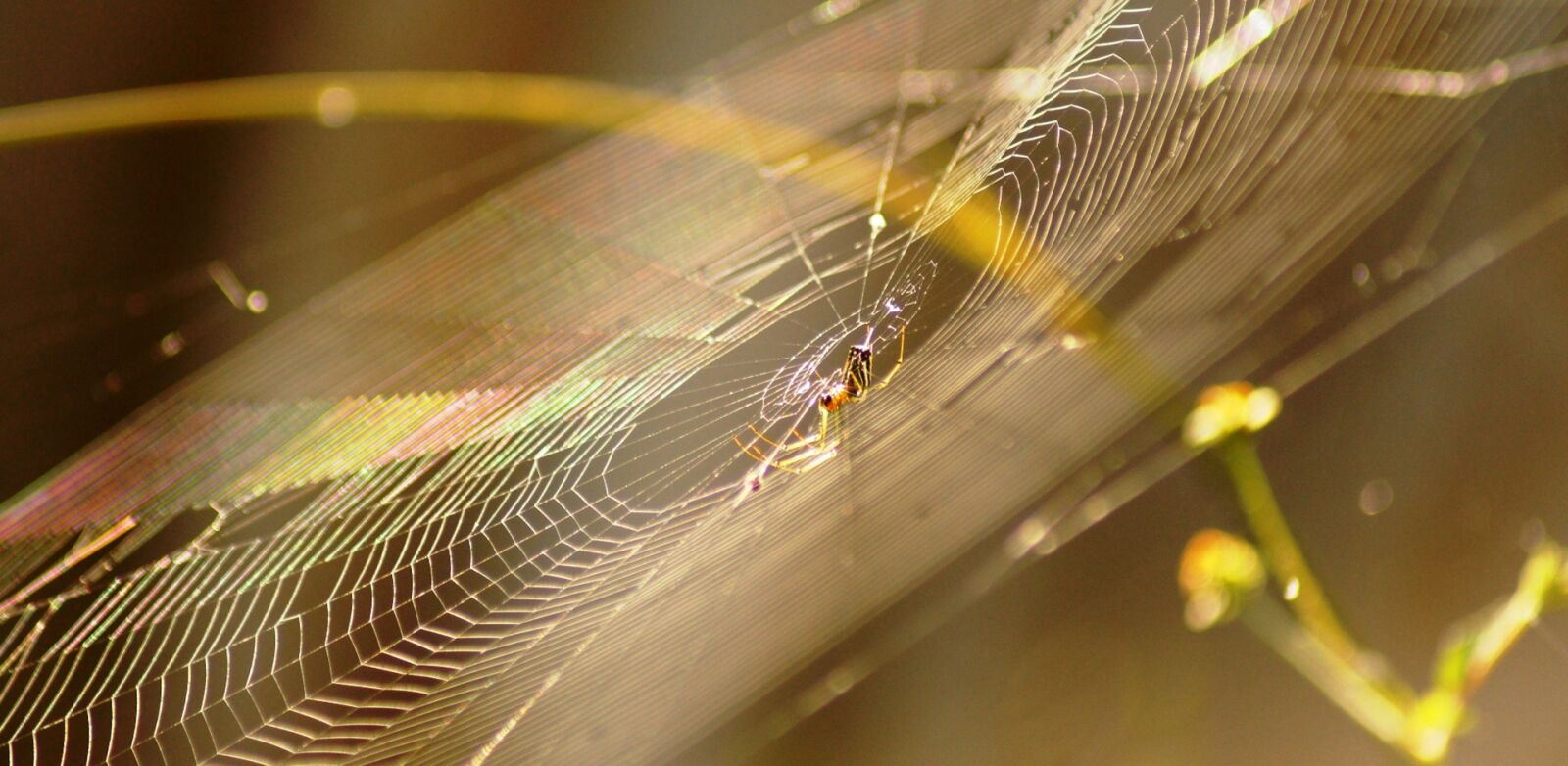 Sony SLT-A55 (SLT-A55V) sample photo. Nature, in, colombia photography
