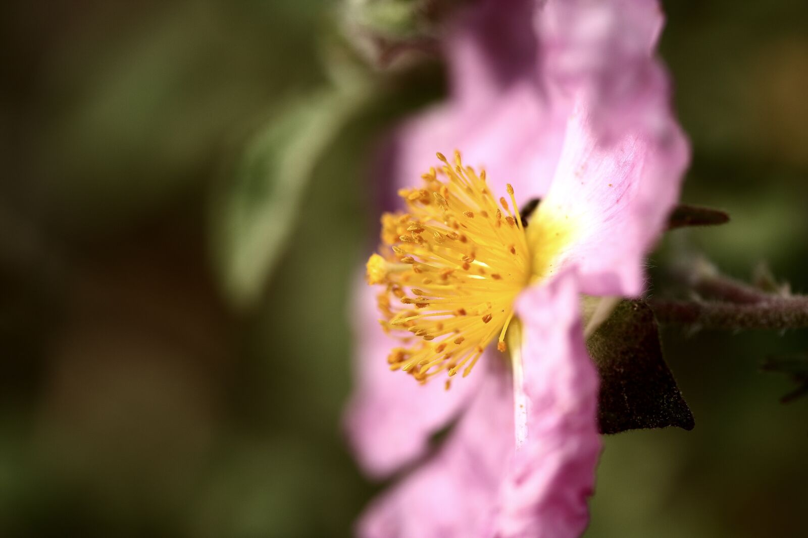 Canon EOS 40D sample photo. Flower, pink, flower picture photography