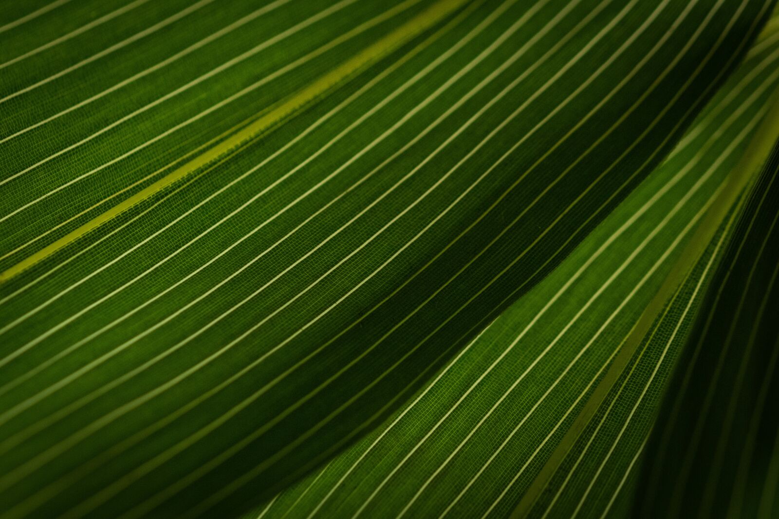 Nikon D810 sample photo. Leaves, background, abstract photography