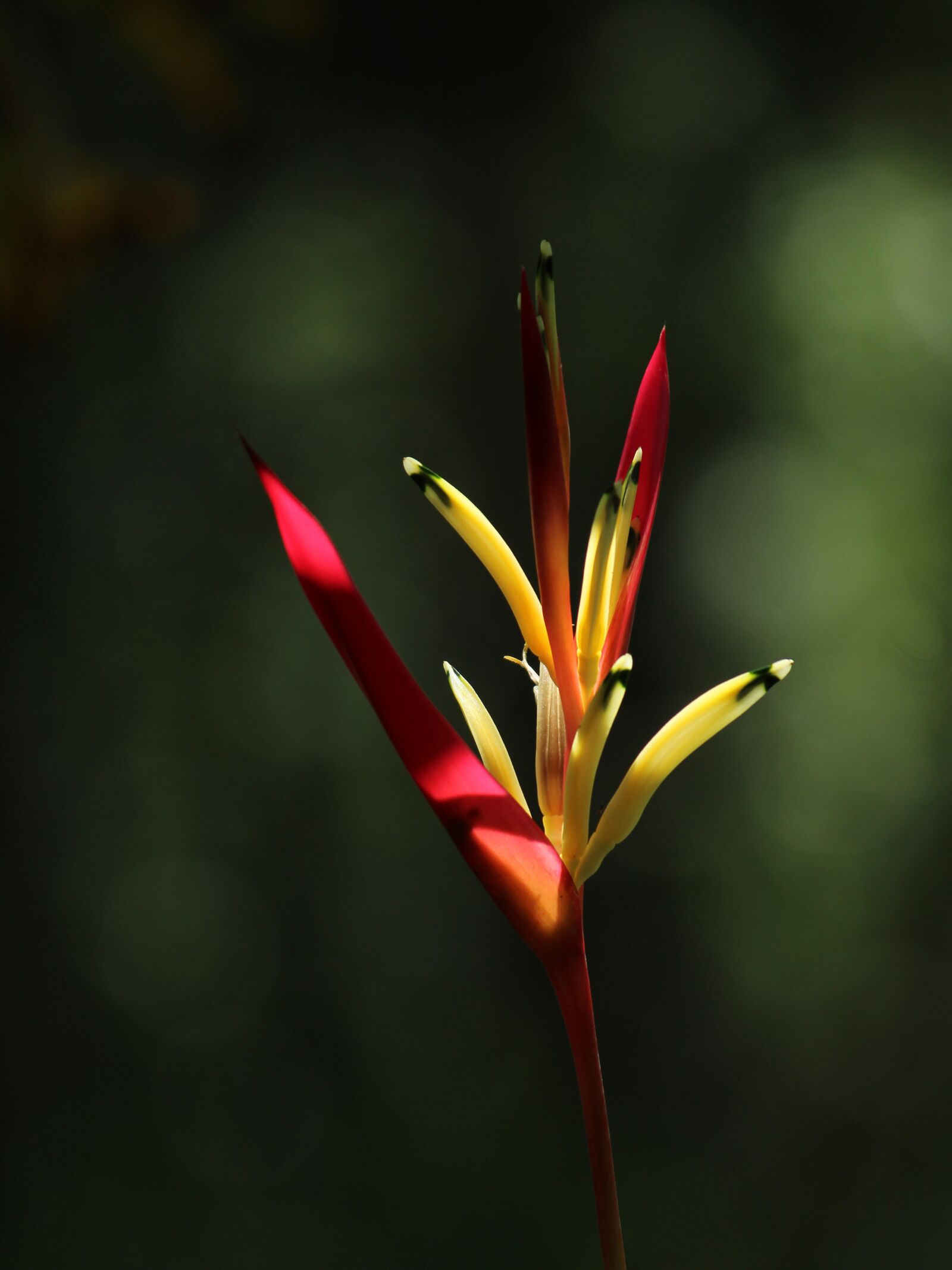 Canon EOS 1300D (EOS Rebel T6 / EOS Kiss X80) sample photo. Kerala, india, flower photography