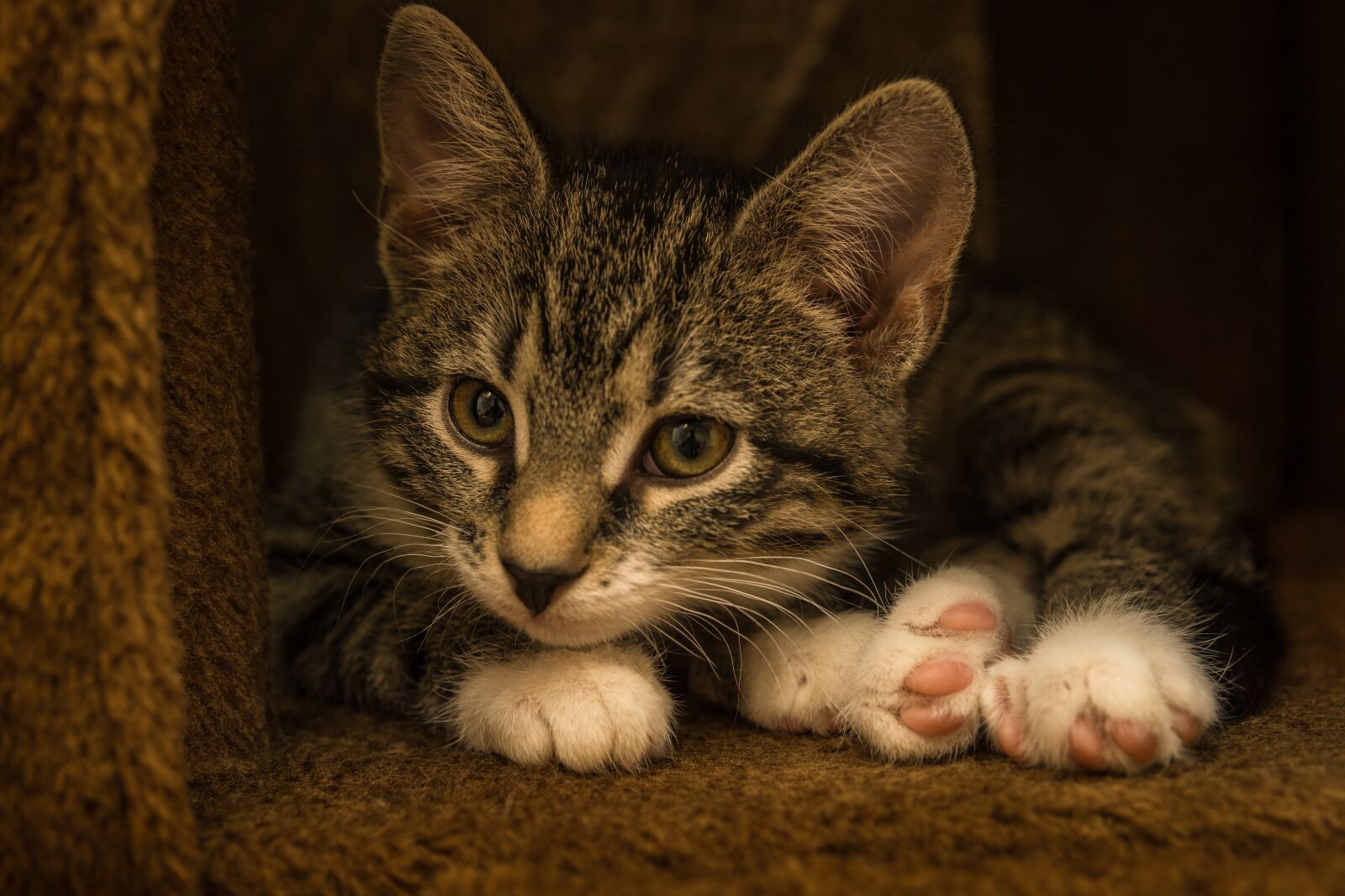 30mm F1.4 DC DN | Contemporary 016 sample photo. Cat, small, mackerel photography