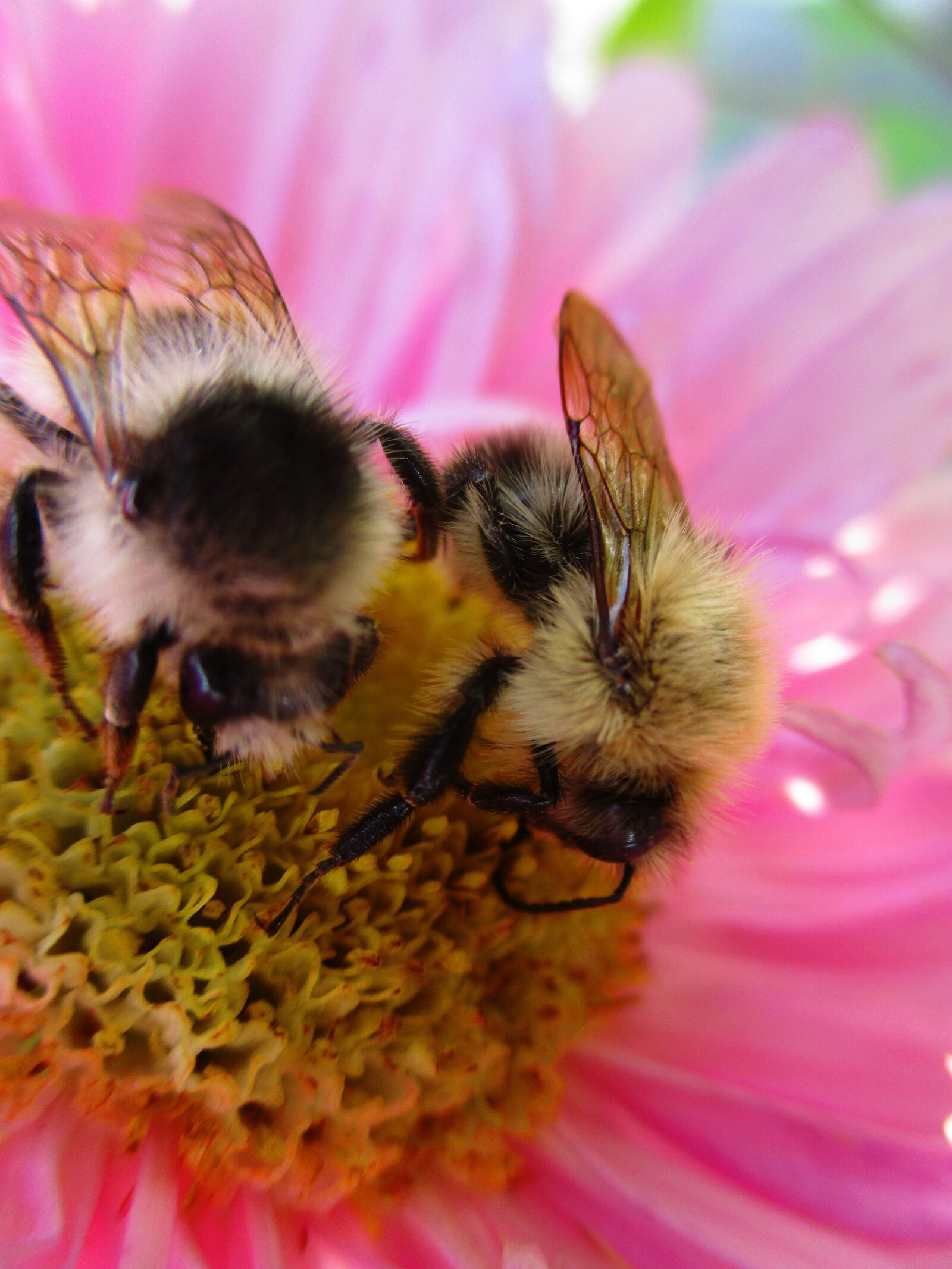 Canon IXUS 185 sample photo. Bumblebee, astra, flower photography