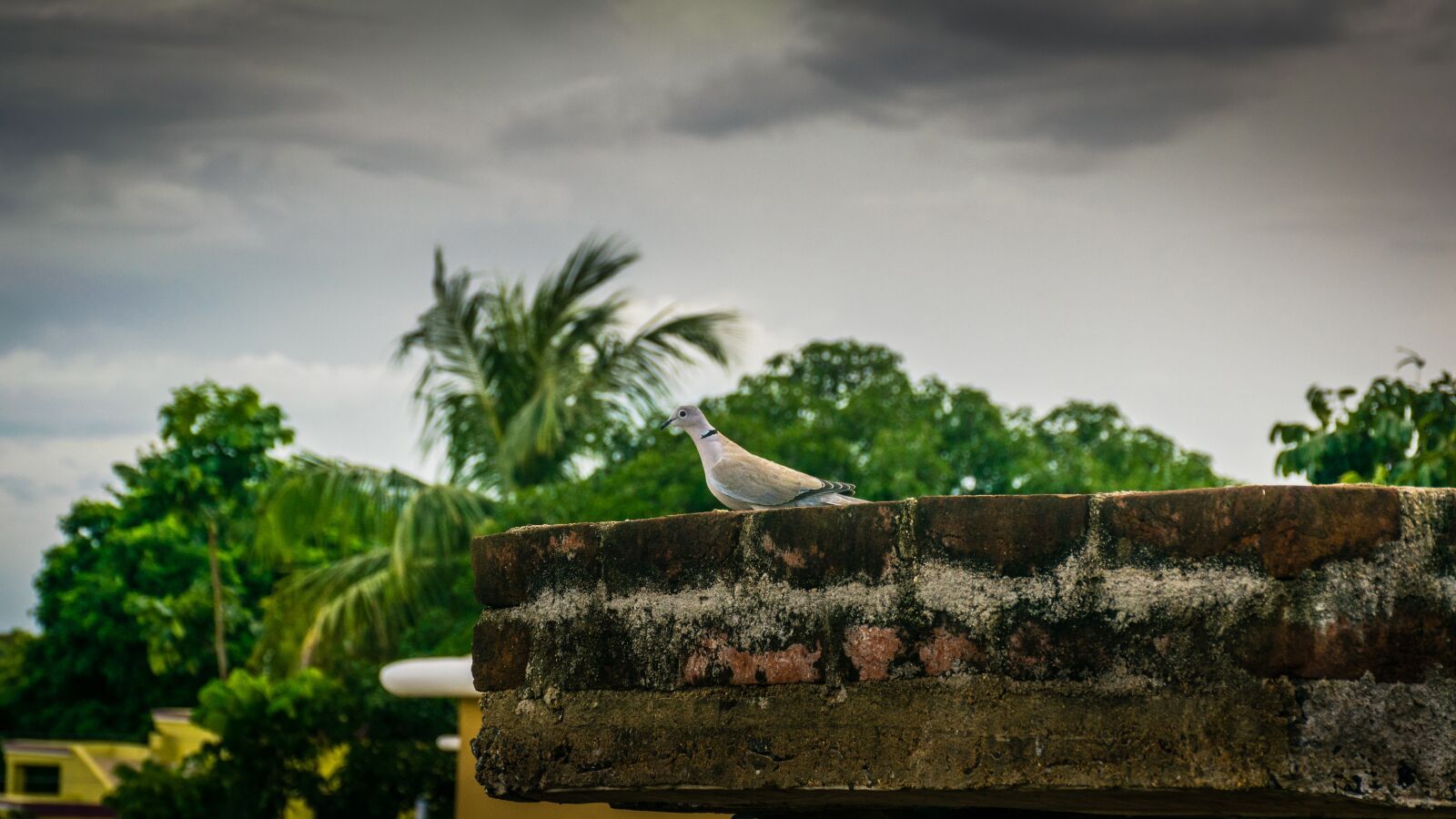 Nikon D5300 sample photo. Bird, dove, roof photography