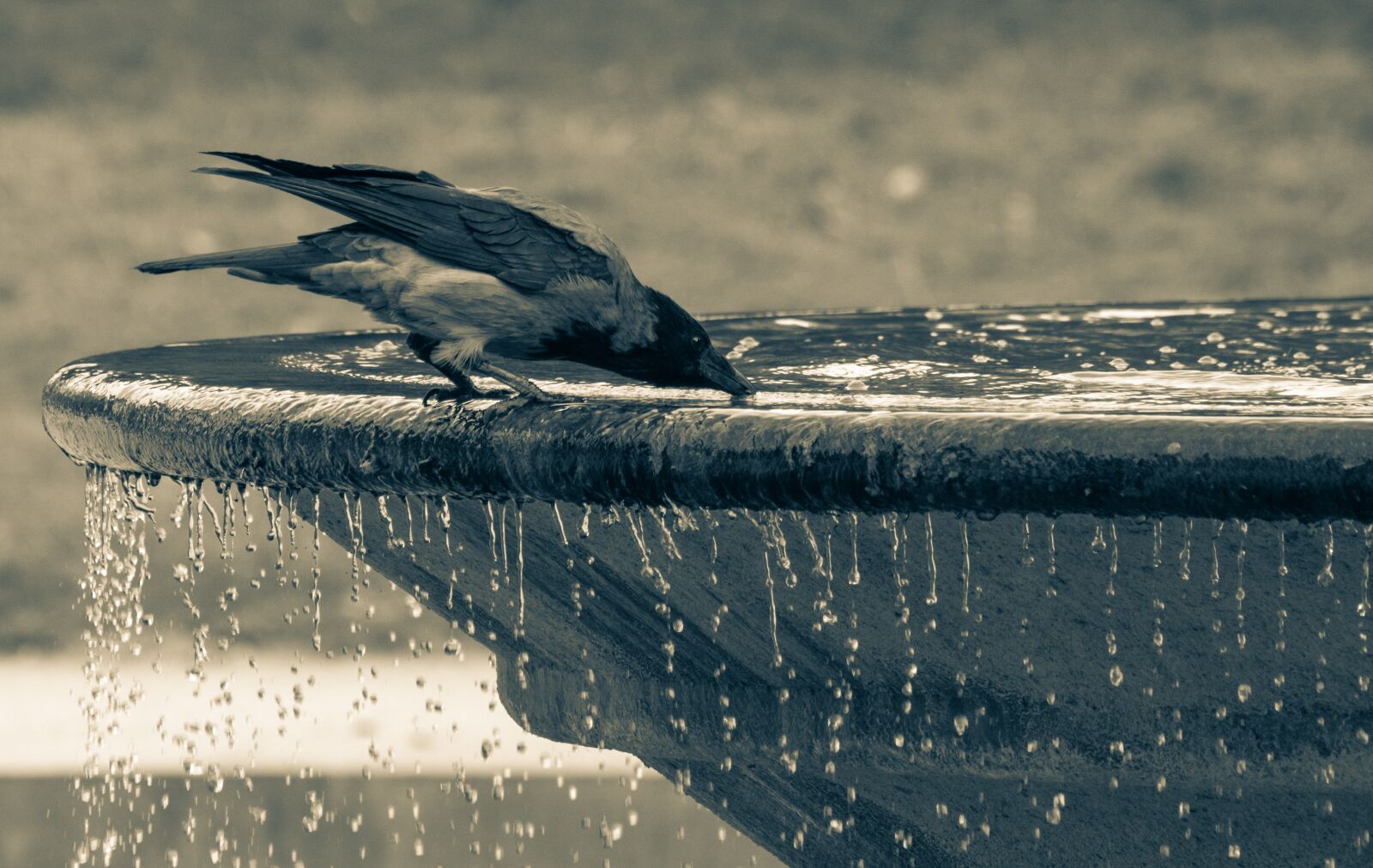 Pentax K-70 + Sigma sample photo. Crow, fountain, drink photography