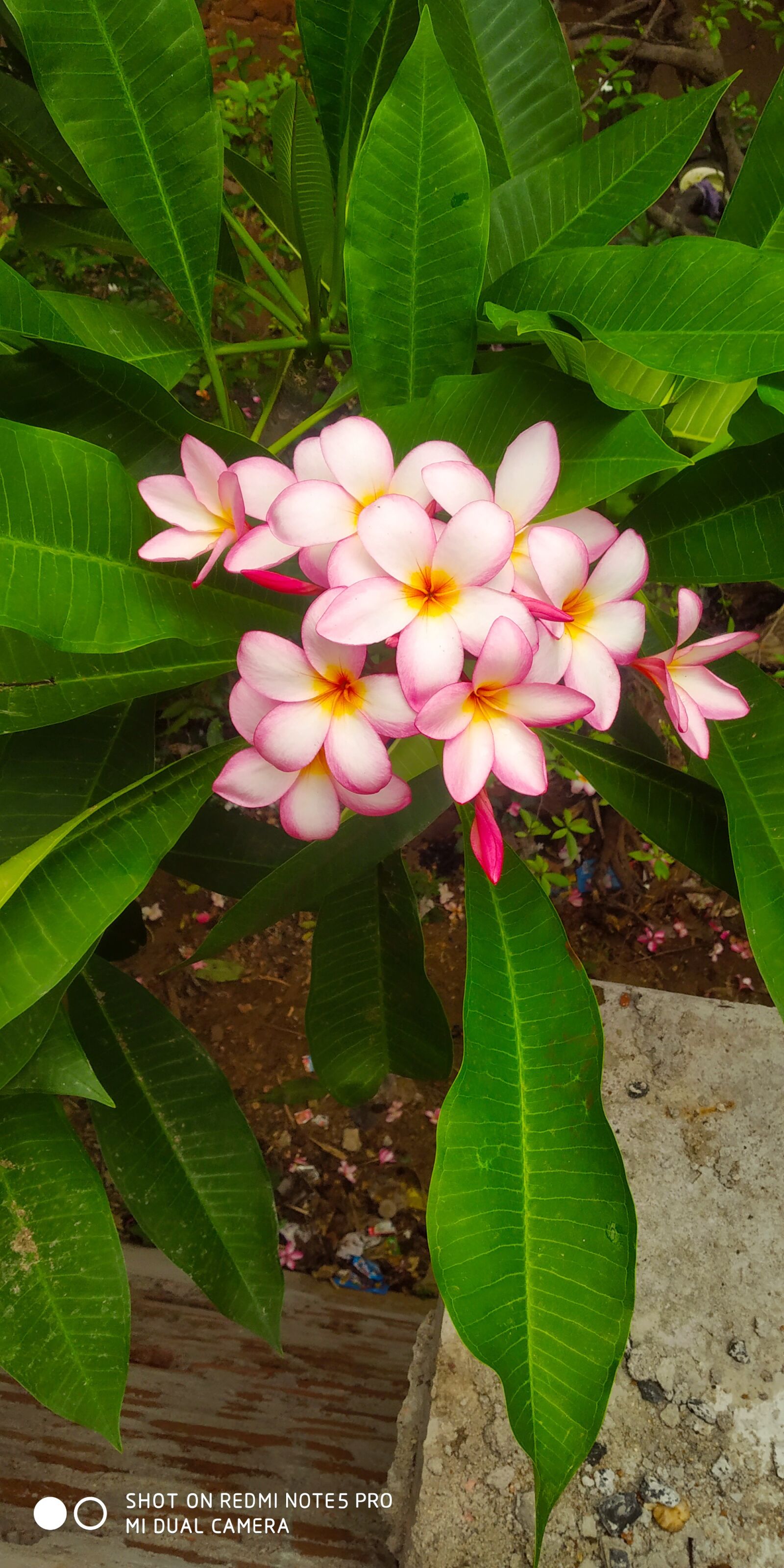 Xiaomi Redmi Note 5 Pro sample photo. Sky, red, flower photography