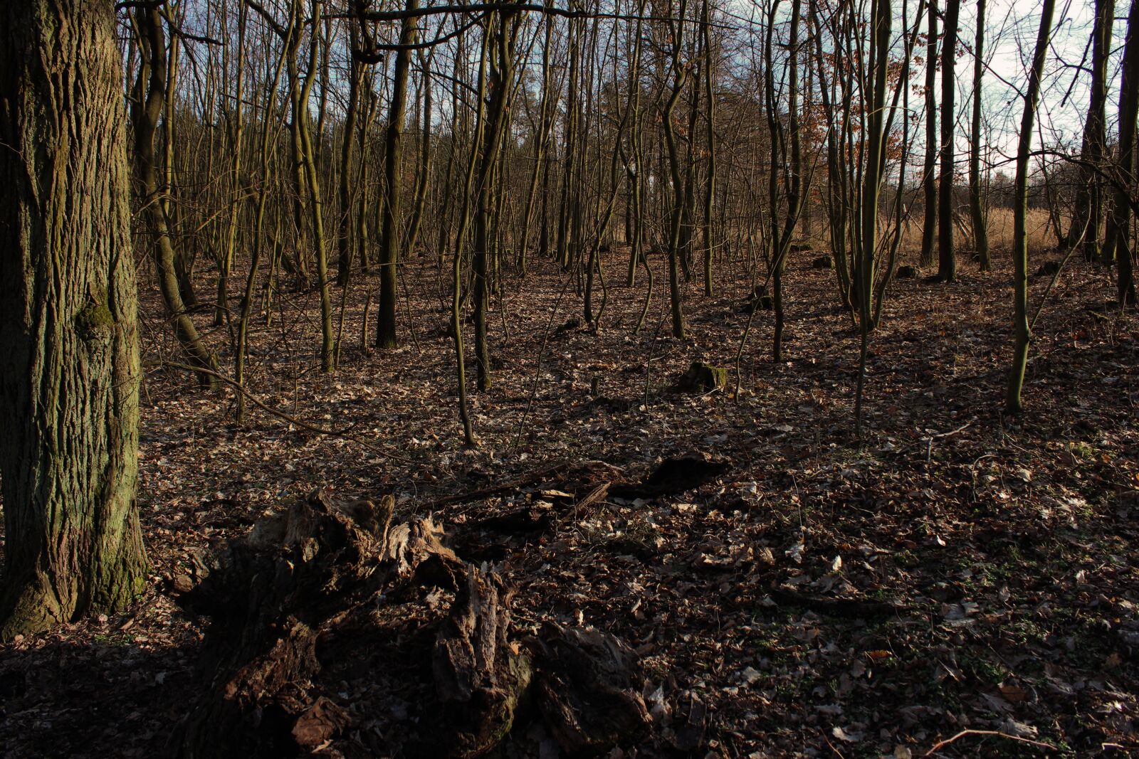 Canon EOS 1300D (EOS Rebel T6 / EOS Kiss X80) sample photo. Nature, forest, czech photography