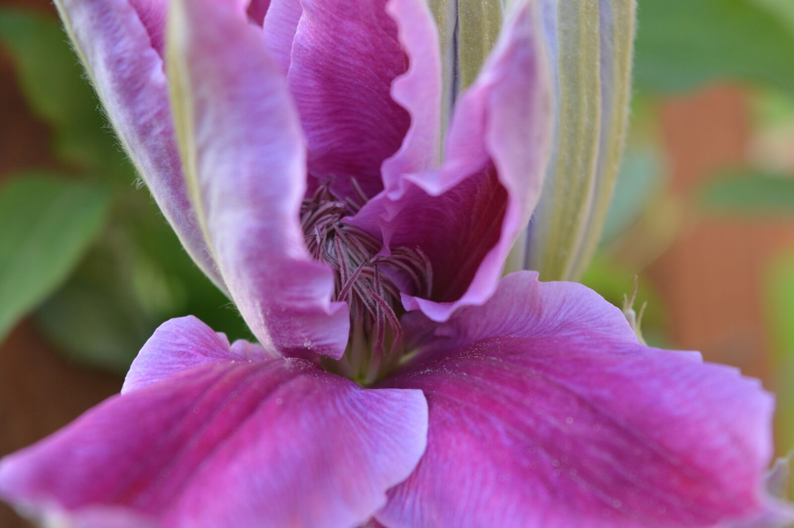 Nikon D3200 sample photo. Purple, flower, garden photography