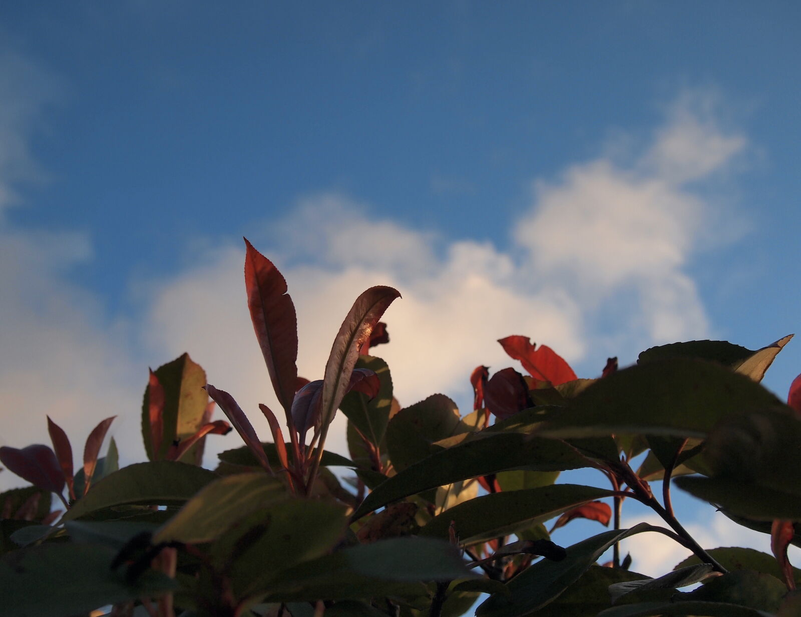 Olympus PEN E-PL2 sample photo