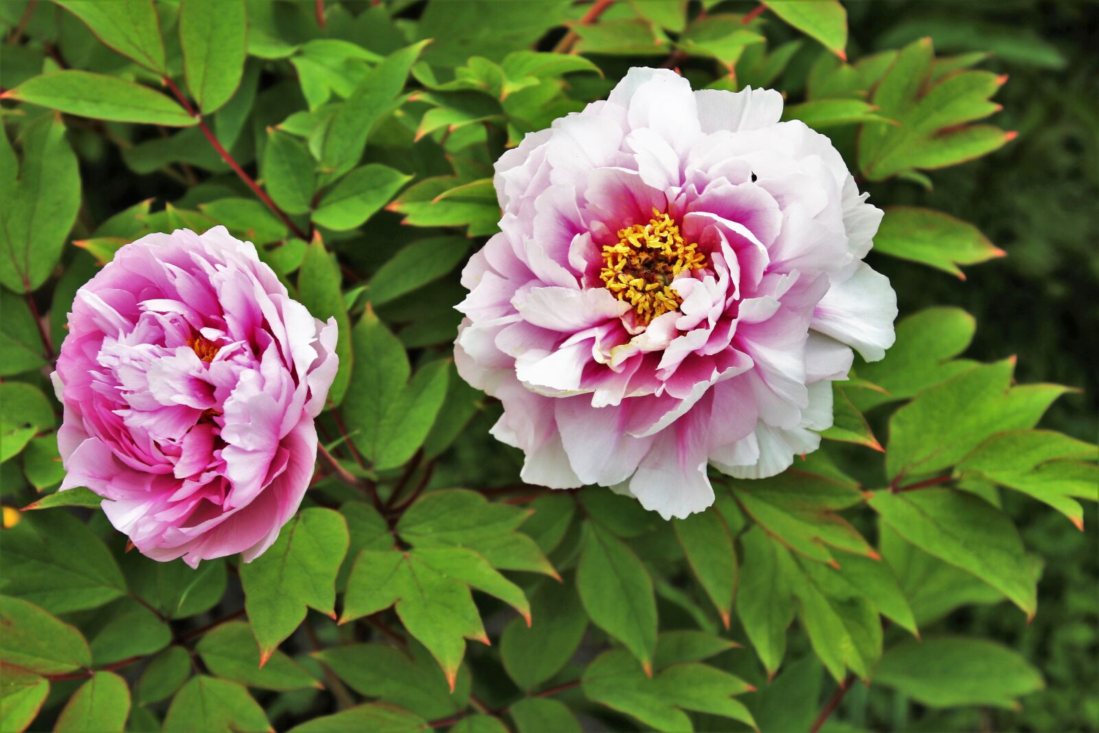 Canon EOS 80D sample photo. Spring, may, peony photography