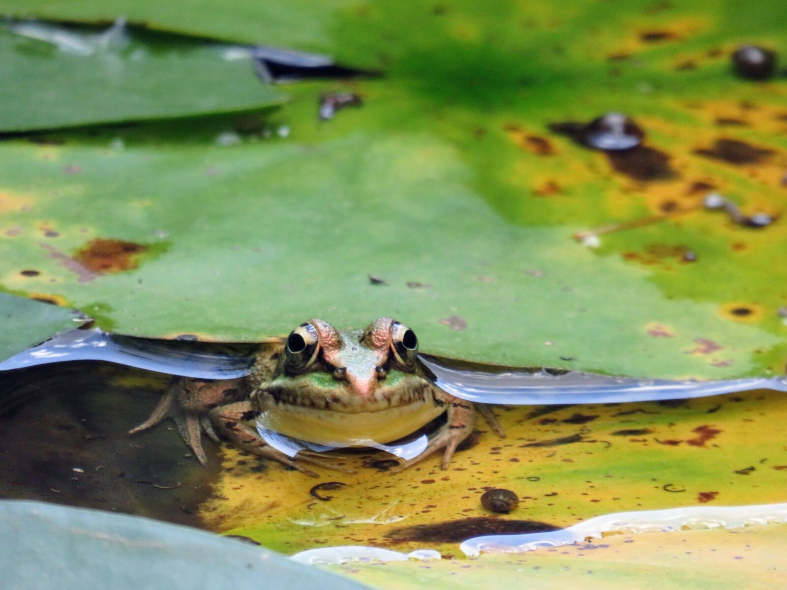Canon PowerShot SX540 HS sample photo. Frog, nature, animal photography