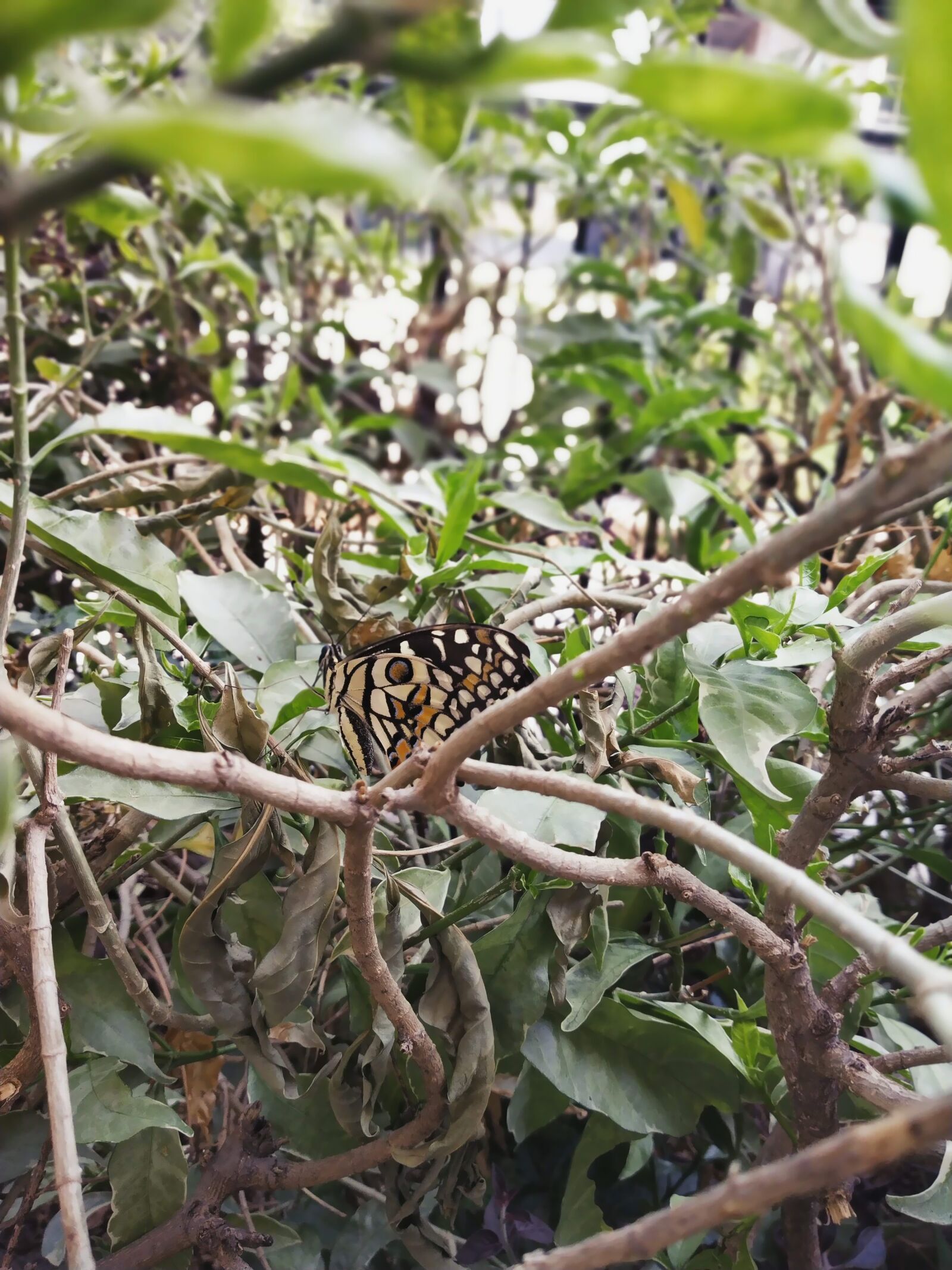 Xiaomi Redmi Note 5 Pro sample photo. Butterfly, nature, insect photography
