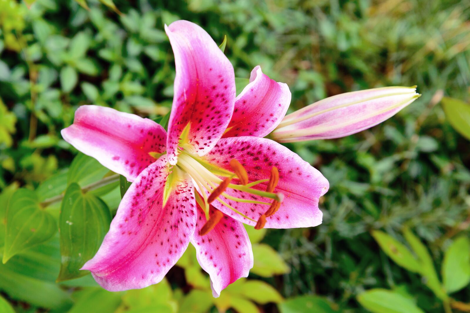 Nikon D610 sample photo. Pink flower, exotic flower photography