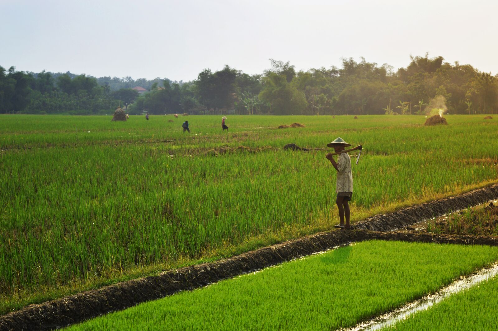 Nikon D3200 sample photo. Farmer, farming, rice field photography