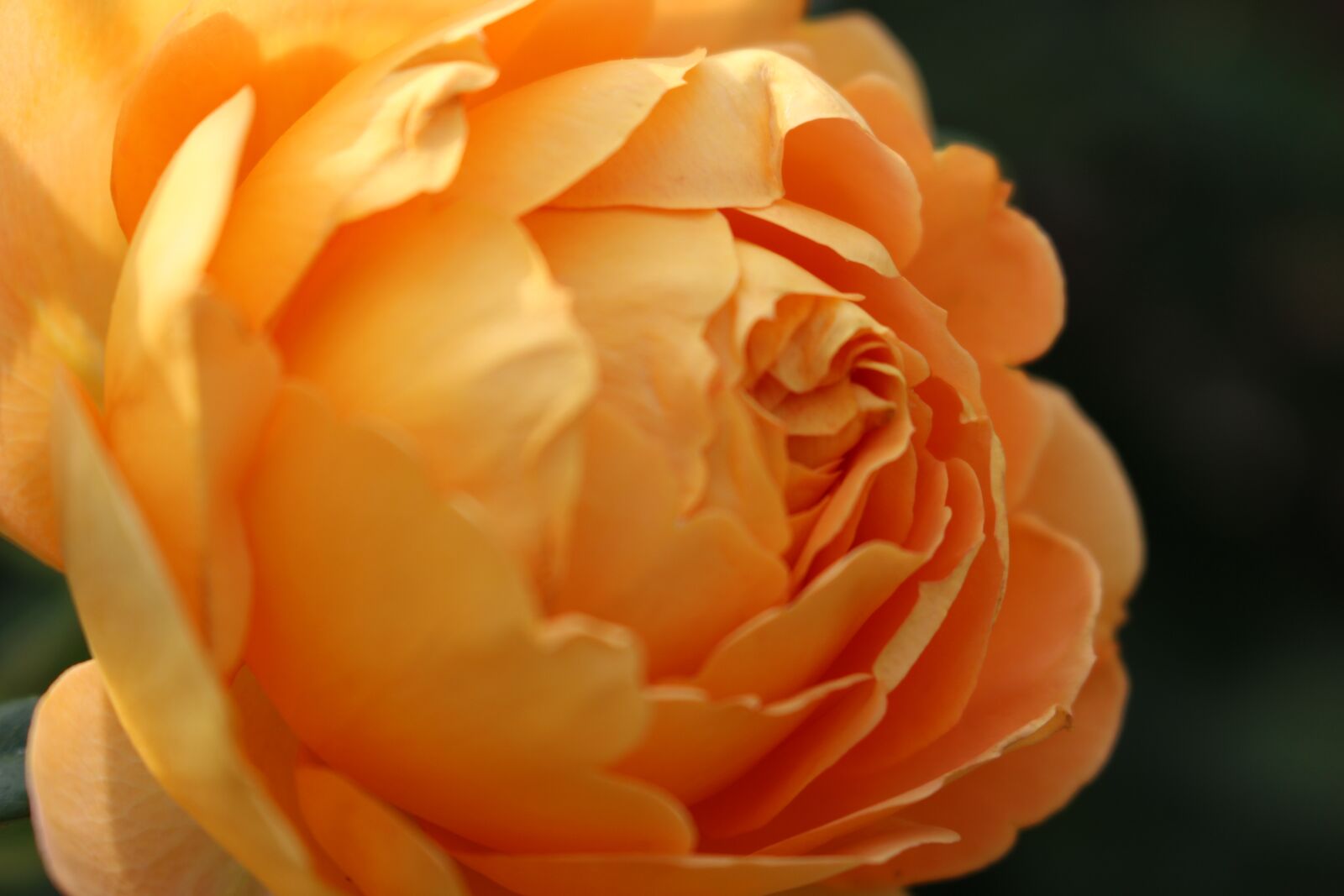 Canon EOS 100D (EOS Rebel SL1 / EOS Kiss X7) sample photo. Orange, rose, flowers photography
