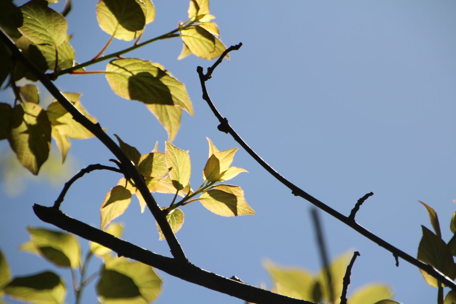 Canon EOS 600D (Rebel EOS T3i / EOS Kiss X5) sample photo. Tree, the leaves, sunshine photography
