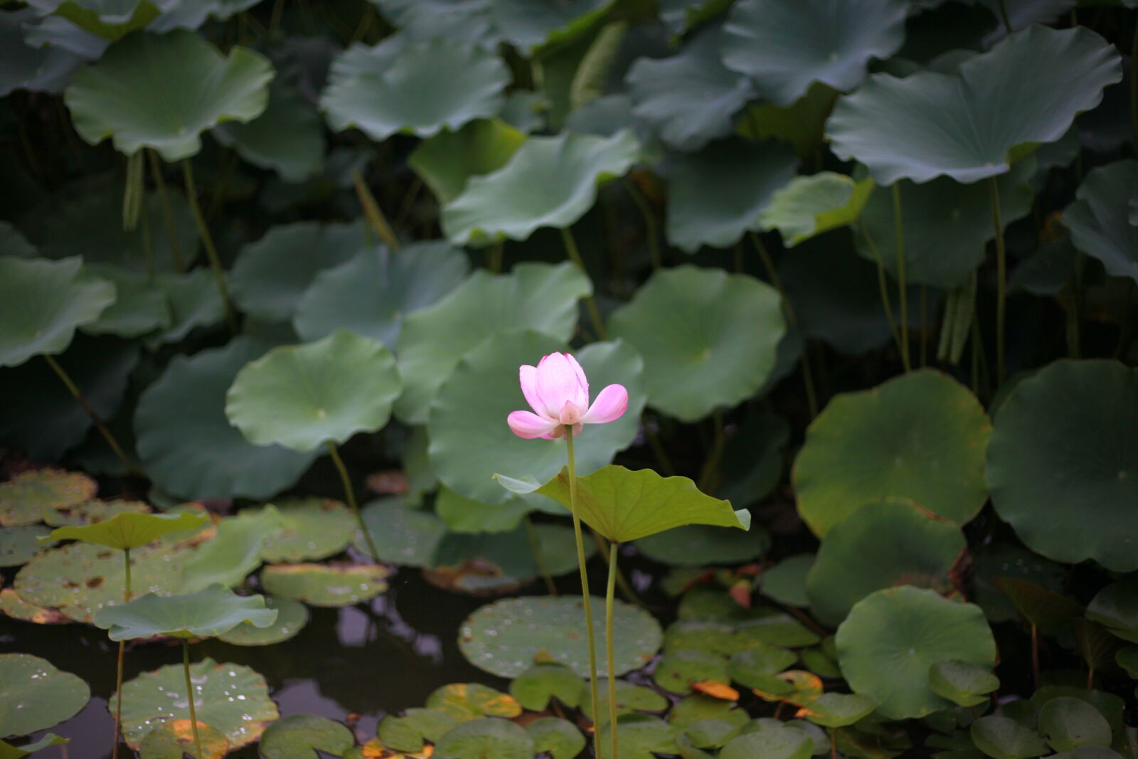 Canon EOS 5D Mark II sample photo. Lotus, pond, water photography