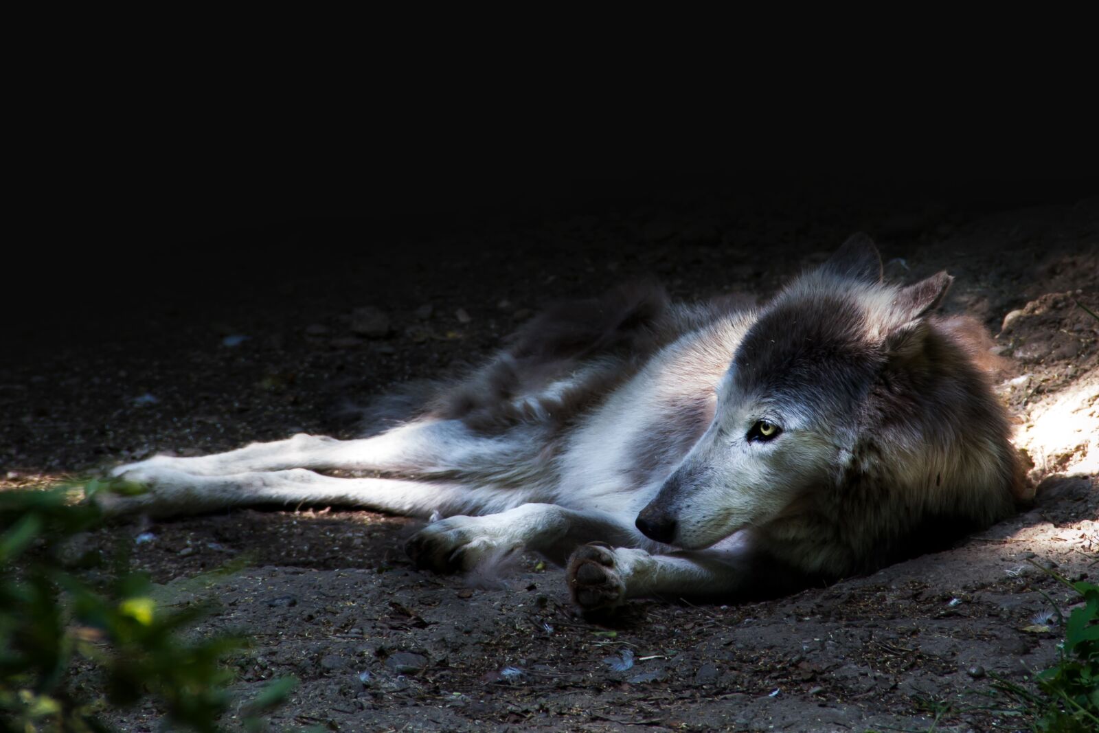 Canon EOS 7D sample photo. Wolf, animal, nature photography