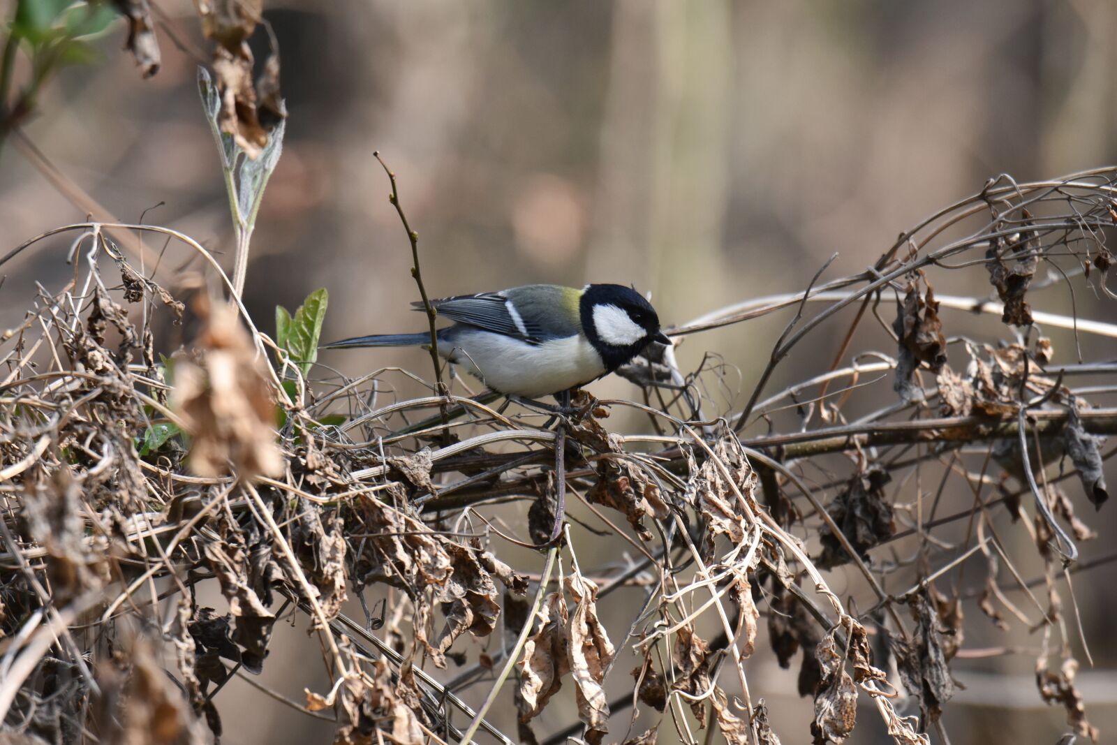 Nikon D7200 sample photo. Animal, forest, trees and photography