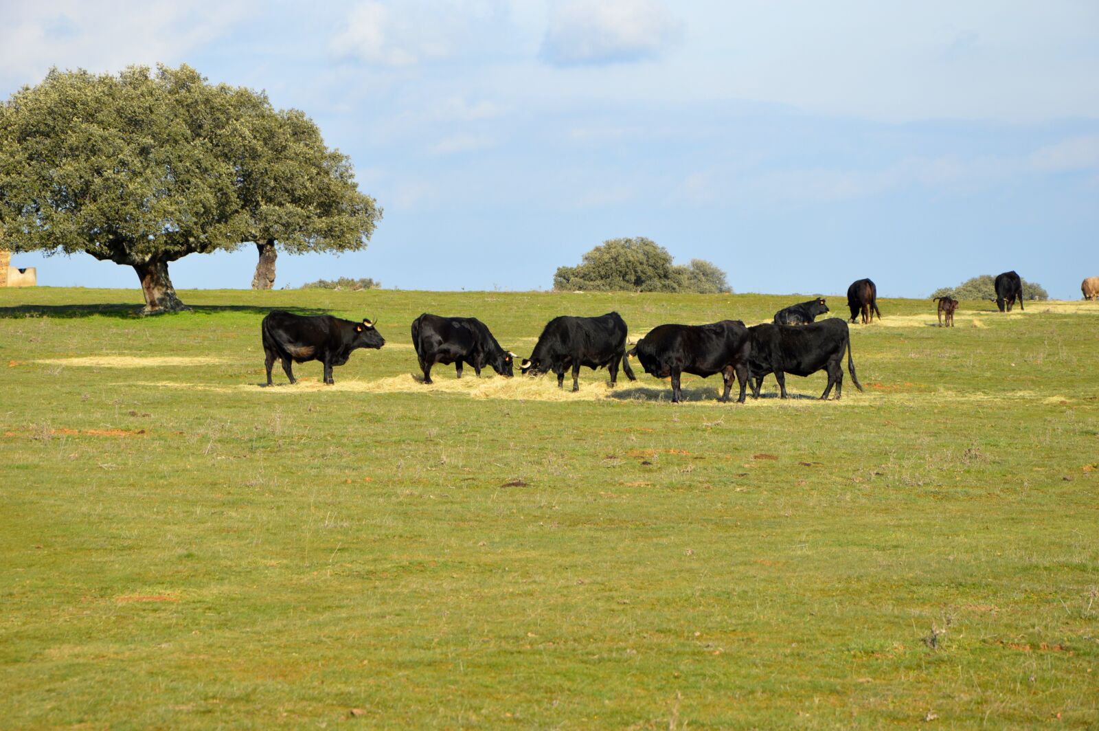 Nikon D3200 sample photo. Bulls, salamanca, animal husbandry photography
