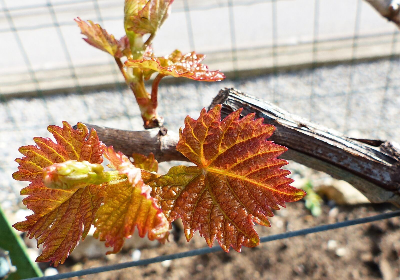 Panasonic Lumix DMC-FZ200 sample photo. Leaf, spring, vine photography