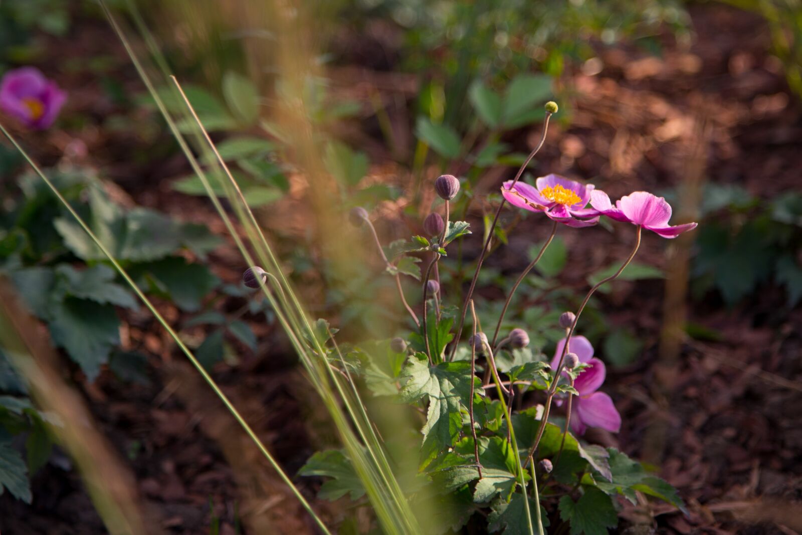 Canon EOS 6D + Canon EF 24-105mm F4L IS USM sample photo. Flower, flowers, beautiful flower photography