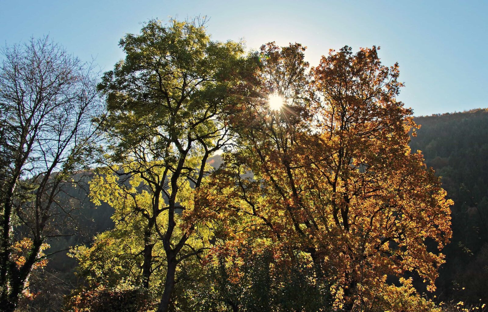 Canon EOS 550D (EOS Rebel T2i / EOS Kiss X4) sample photo. Leaf, tree, nature, wood photography