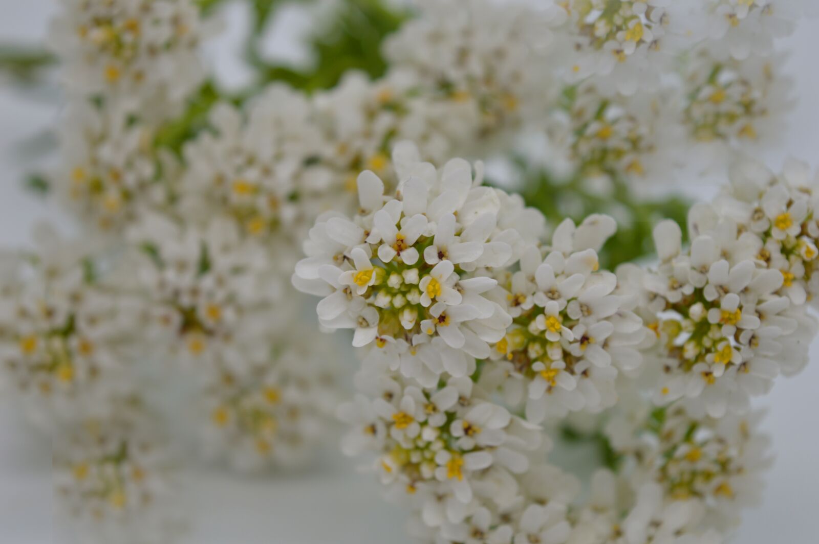 Nikon D3200 sample photo. Candytuft, plant, flora photography