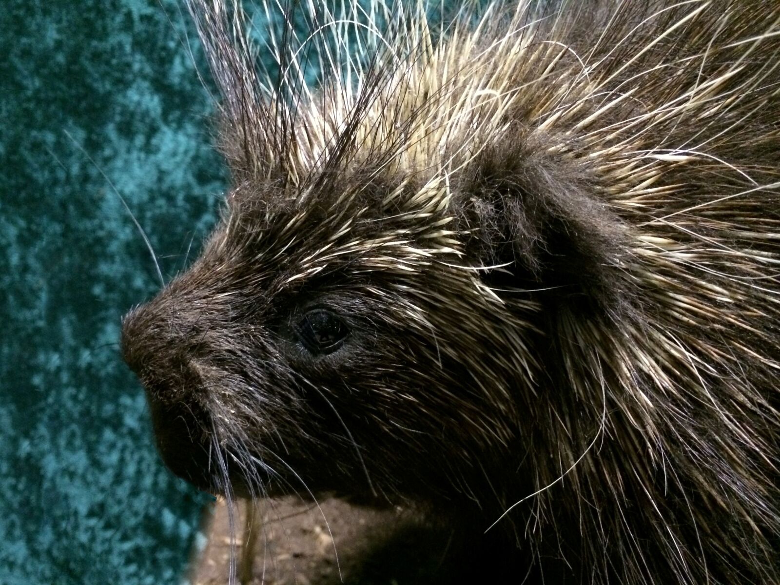 Apple iPhone 5s sample photo. Nature, porcupine, animal photography