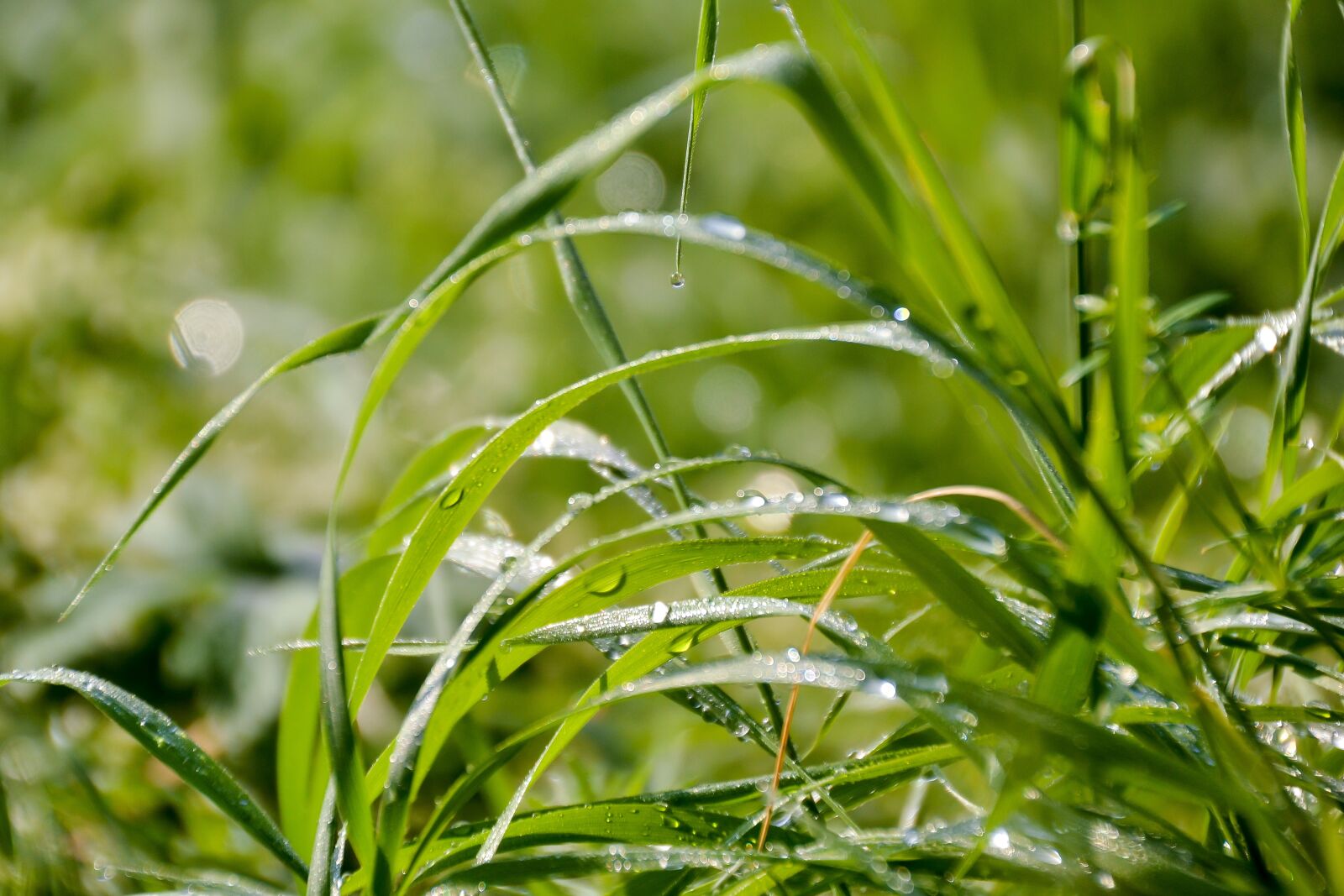 Nikon D3100 sample photo. Grass, a grass, dew photography