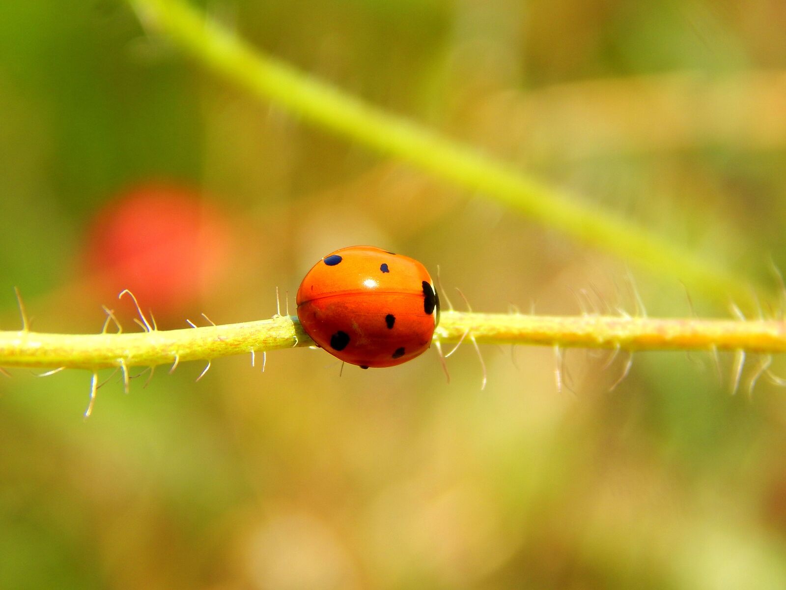 Nikon Coolpix L820 sample photo. Macro, ladybug, insects photography