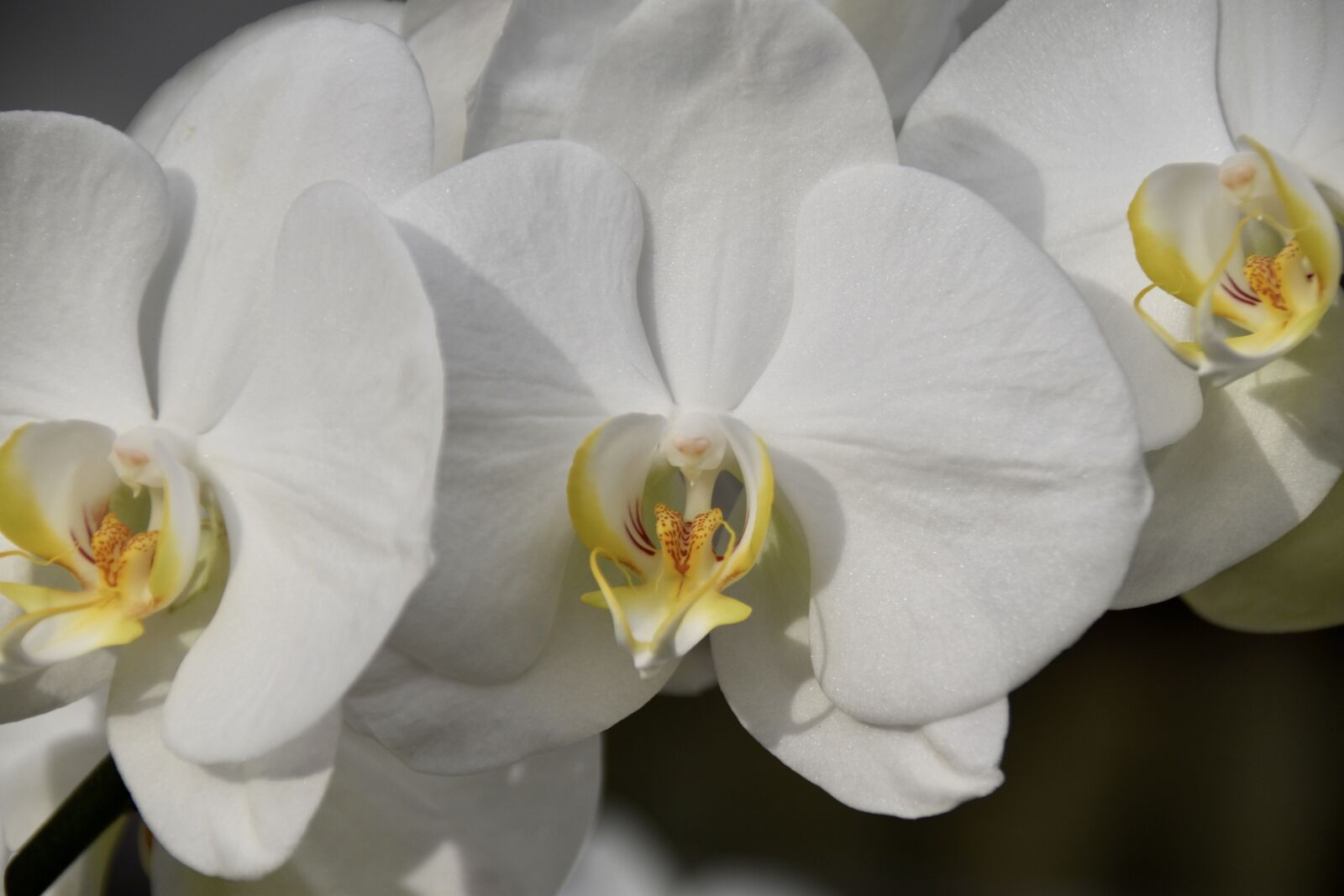 Nikon D5600 sample photo. Flower, orchid, white flower photography